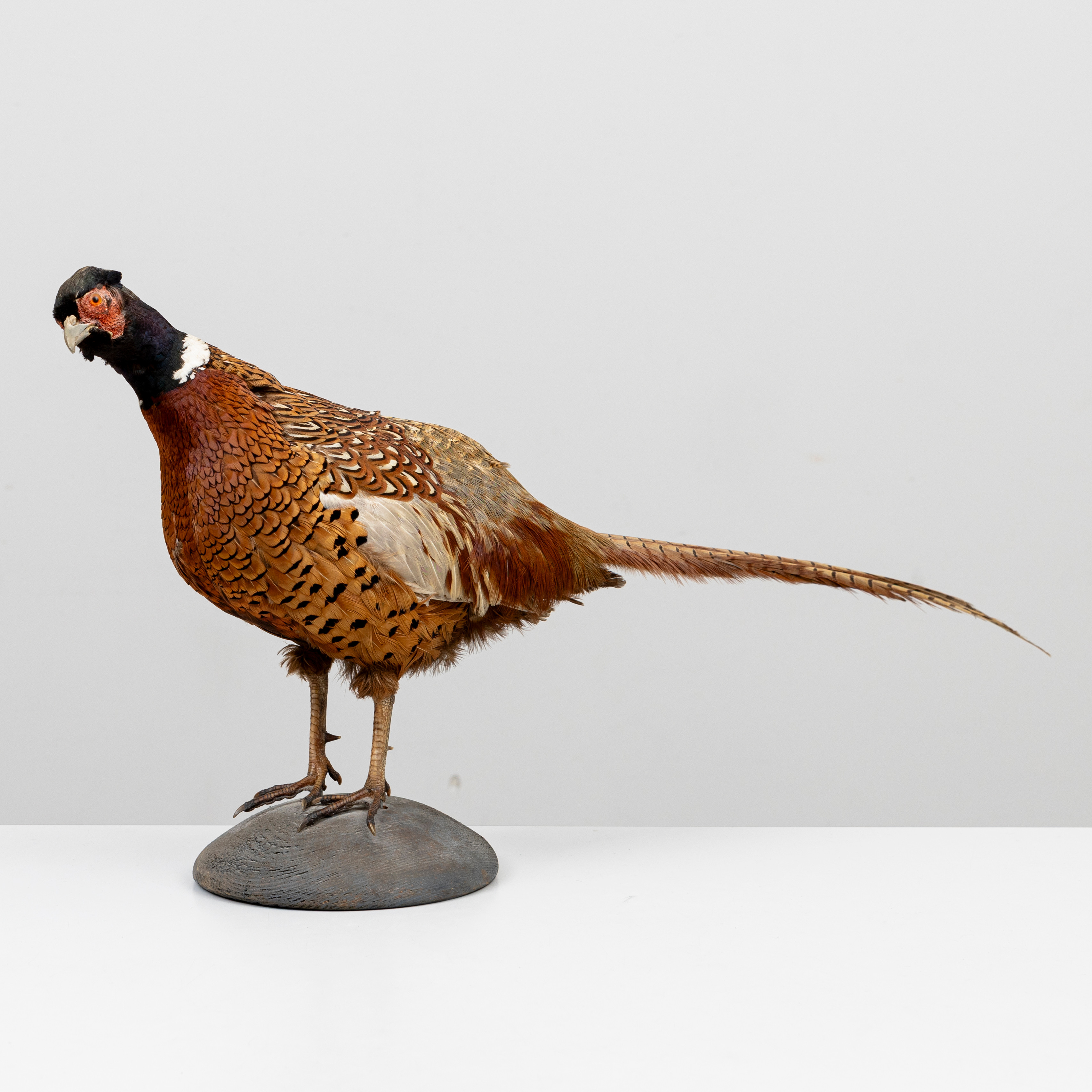 TAXIDERMI, Fasan, monterad på träsockel, 1900-tyal.