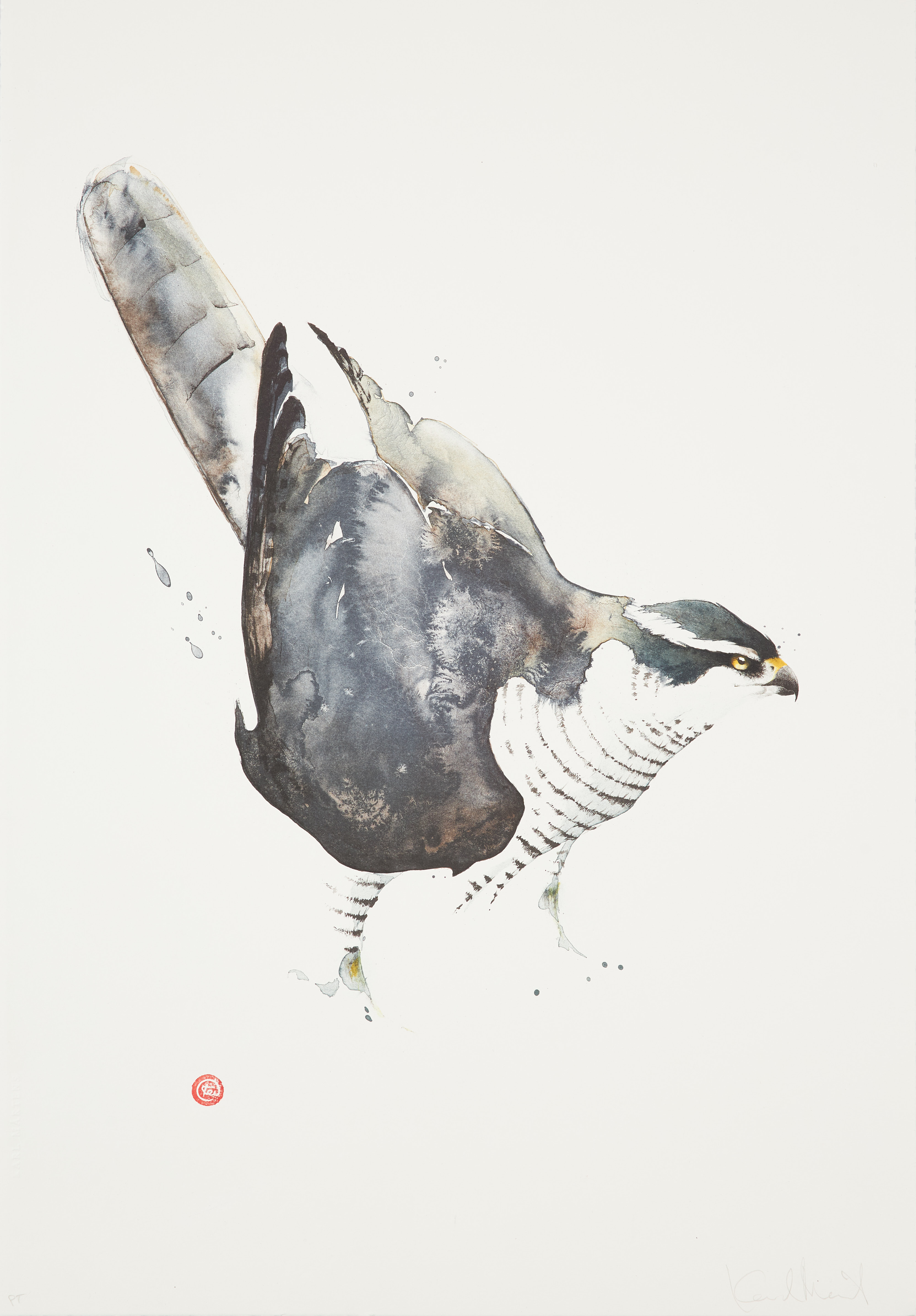 KARL MÅRTENS. "Duvhök", färglitografi, signerad Karl Mårtens, provtryck.