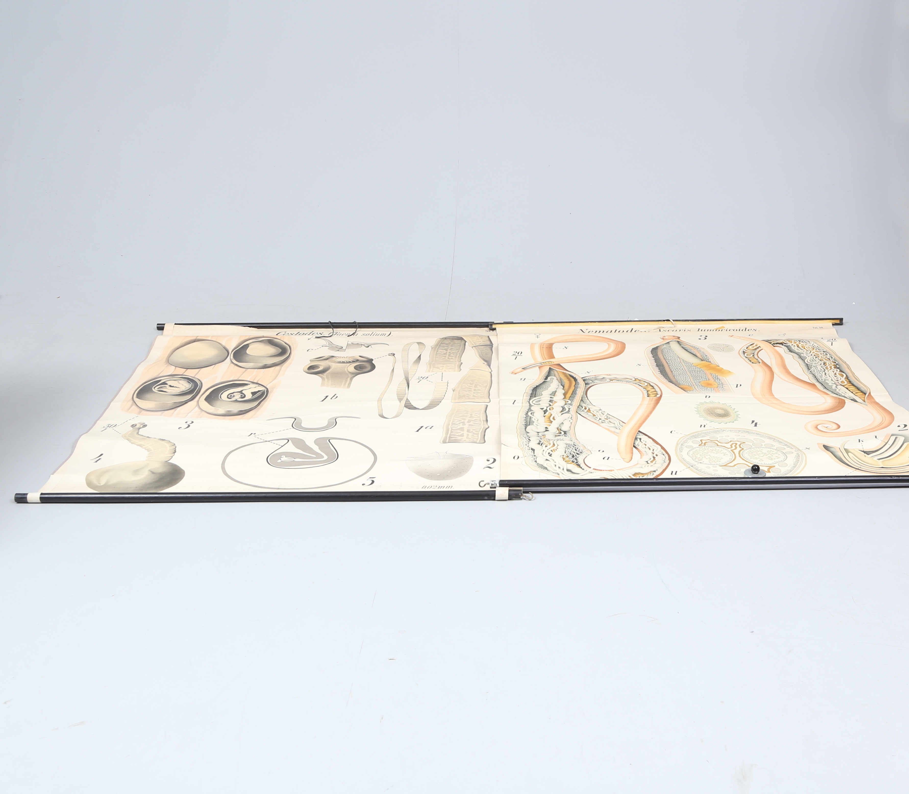 SKOLPLANSCHER, 2 st, svinbandmask, taenia solium samt Nematodes Ascaris Lumbricoides, Spolmask.