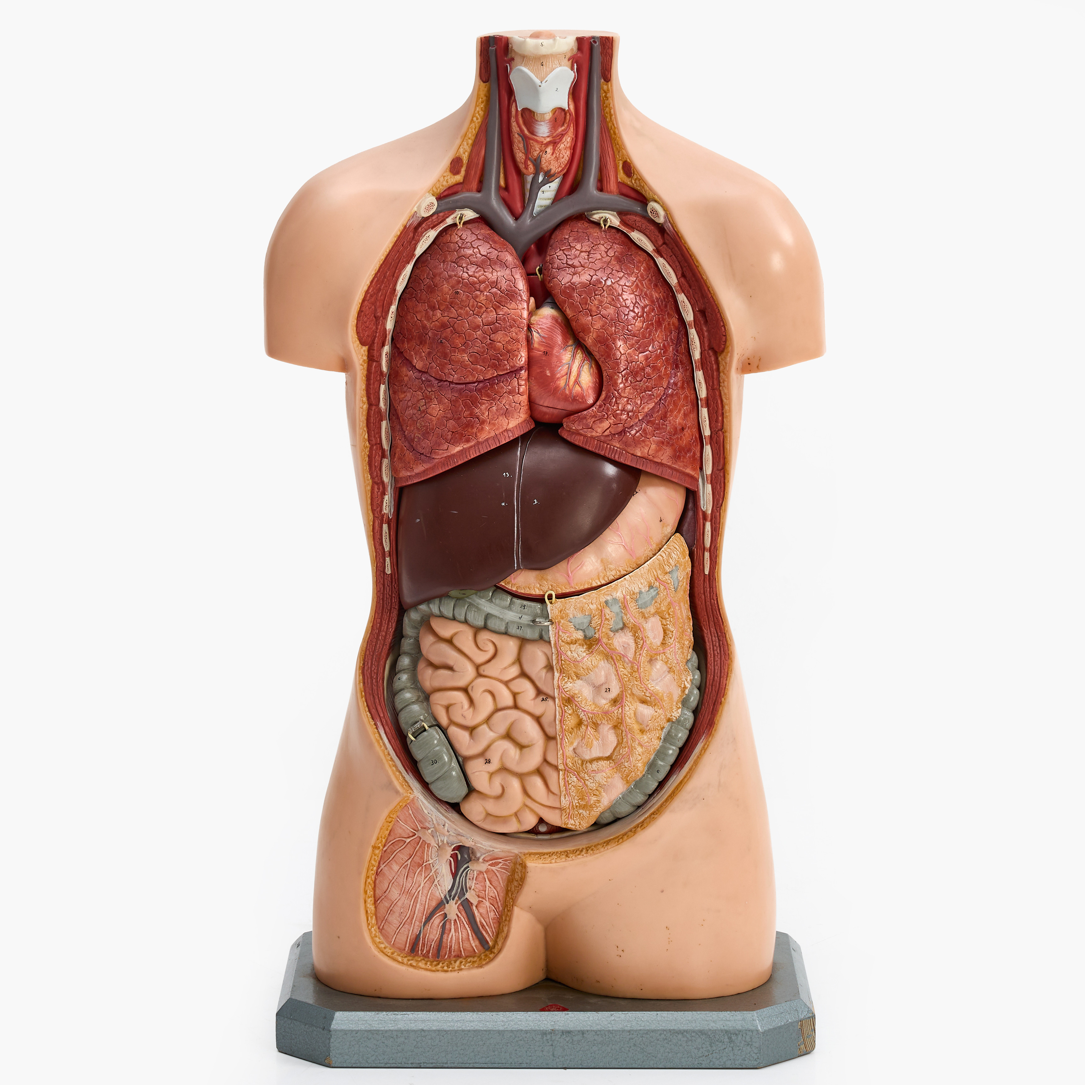 ANATOMISK MODELL, etikettmärkt Somso, Tyskland, 1900-talets andra häflt.