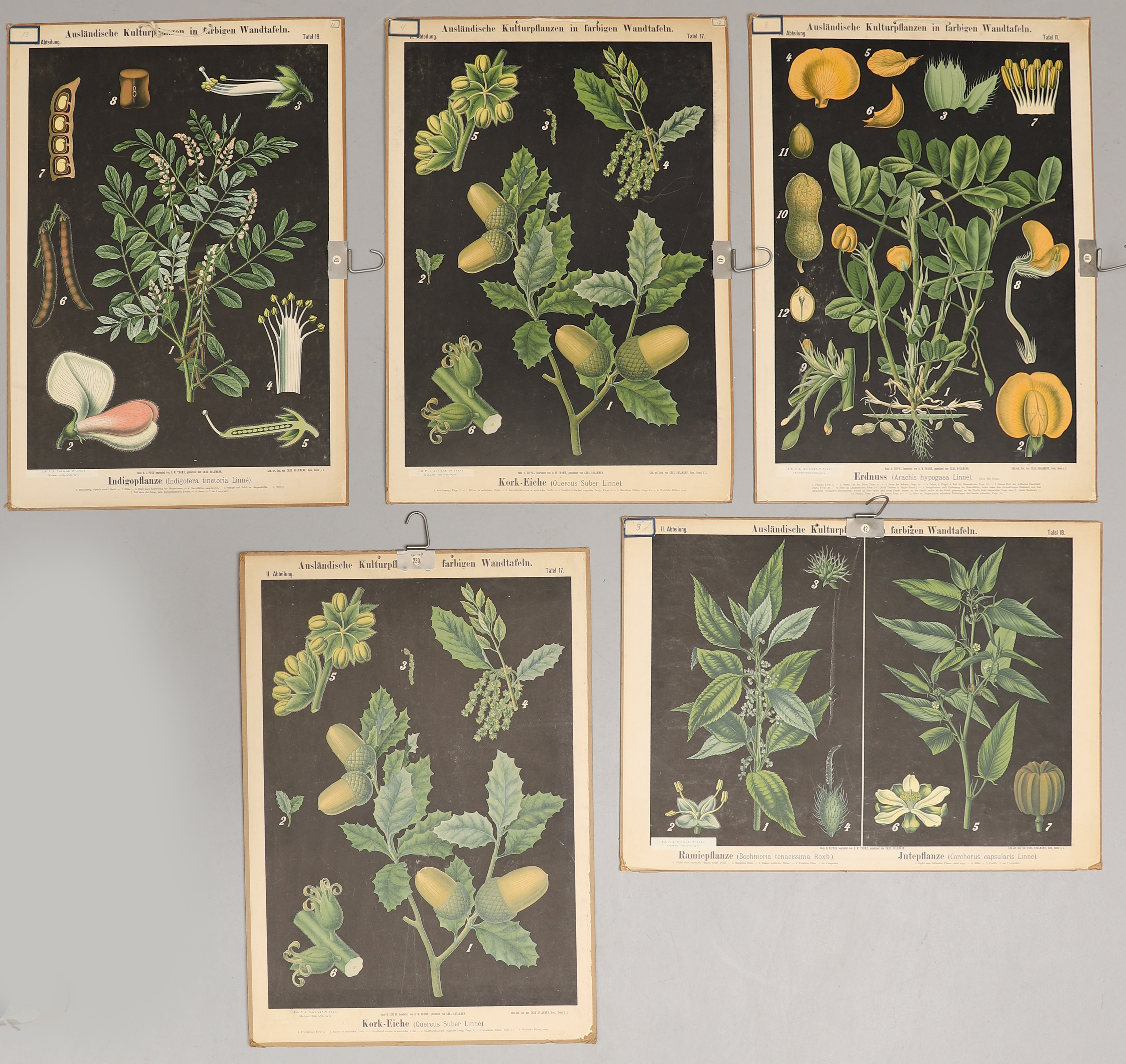 SKOLPLANSCHER, 5 st, P.A. Norstedt & Söner förlag, Carl Bollman, Tyskland.