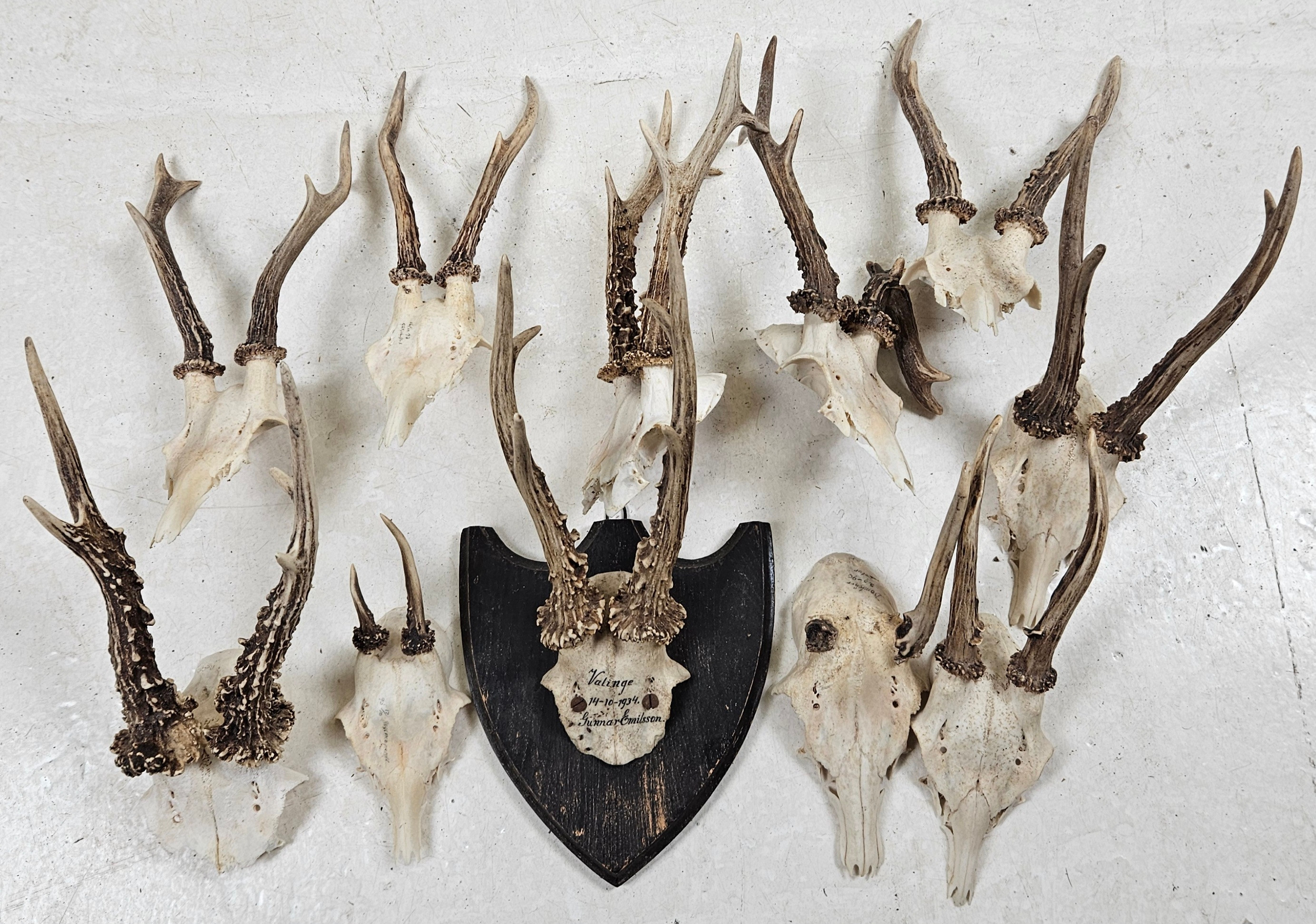 JAKTTROFER, 11 st, 1900-tal.