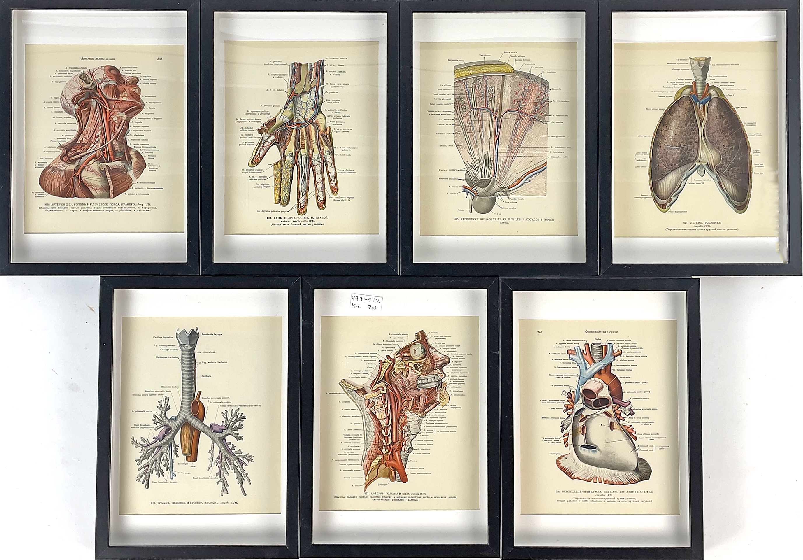 INRAMADE URKLIPP, 7 st. Anatomiska, Ryssland.