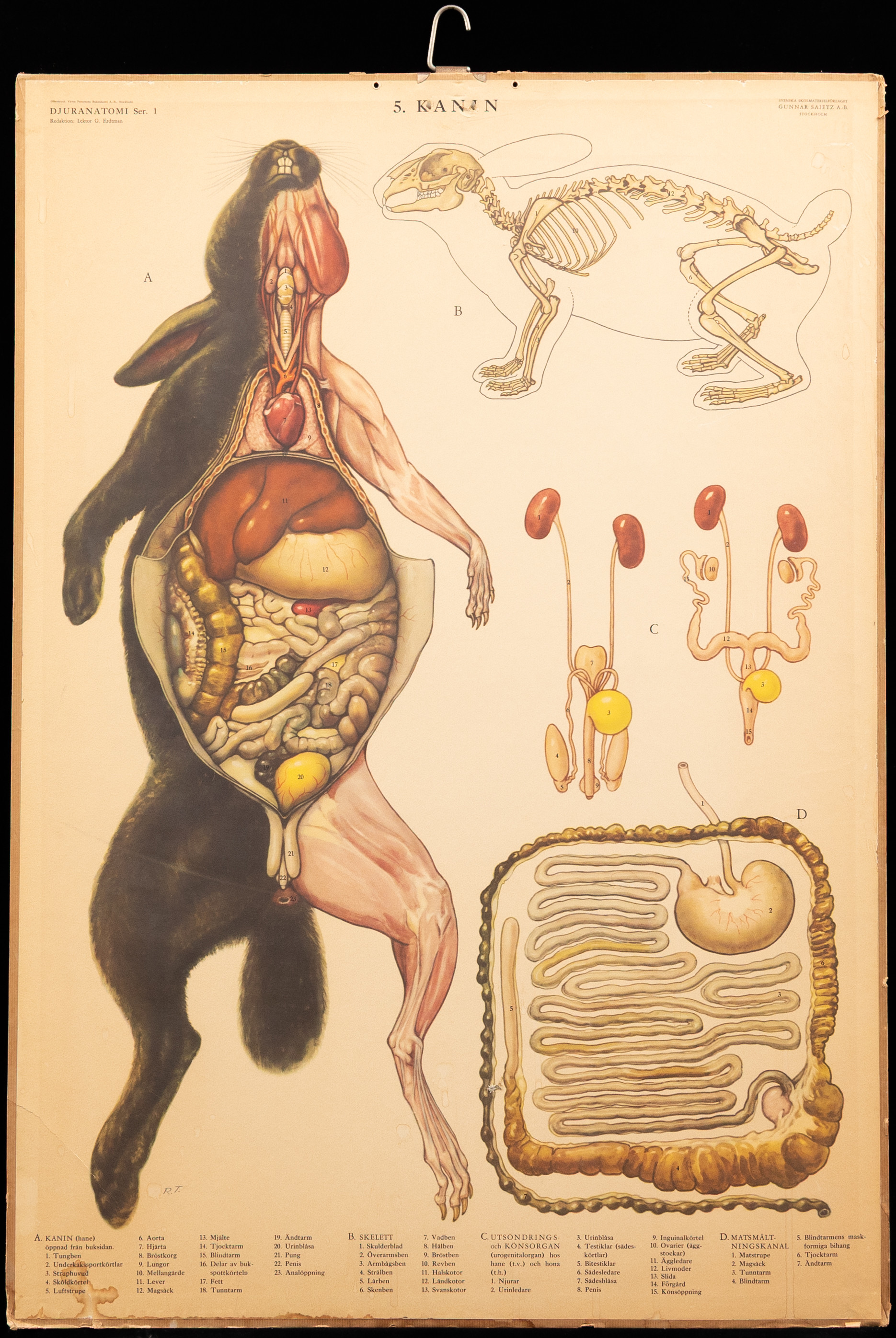 SKOLPLANSCHER, 5 st, biologi, 1900-tal.