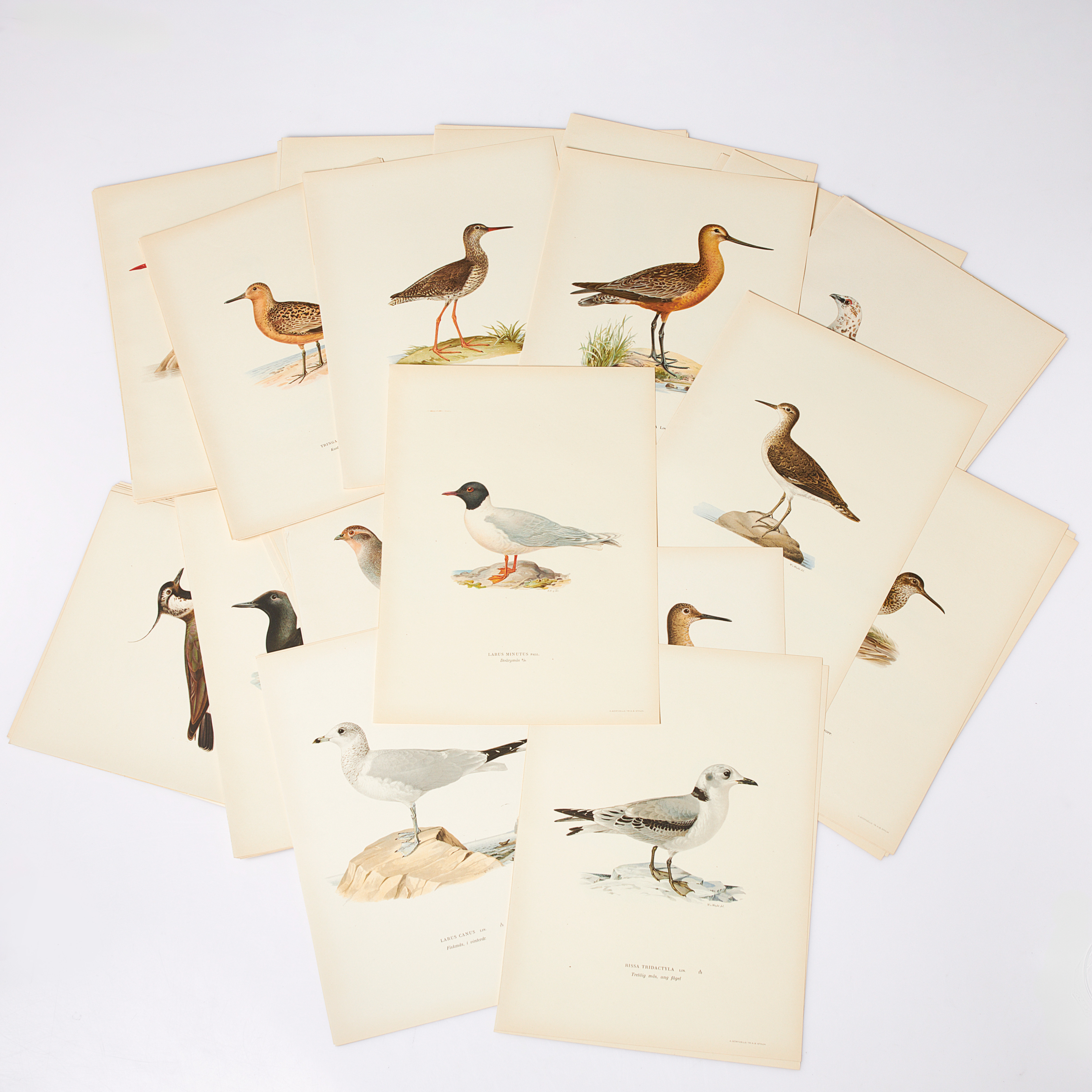 FÅGELPLANSCHER, 109 st, Bröderna Wright, Volym 3, Svenska fåglar, lösa blad, A.Börtzells Stockholm.