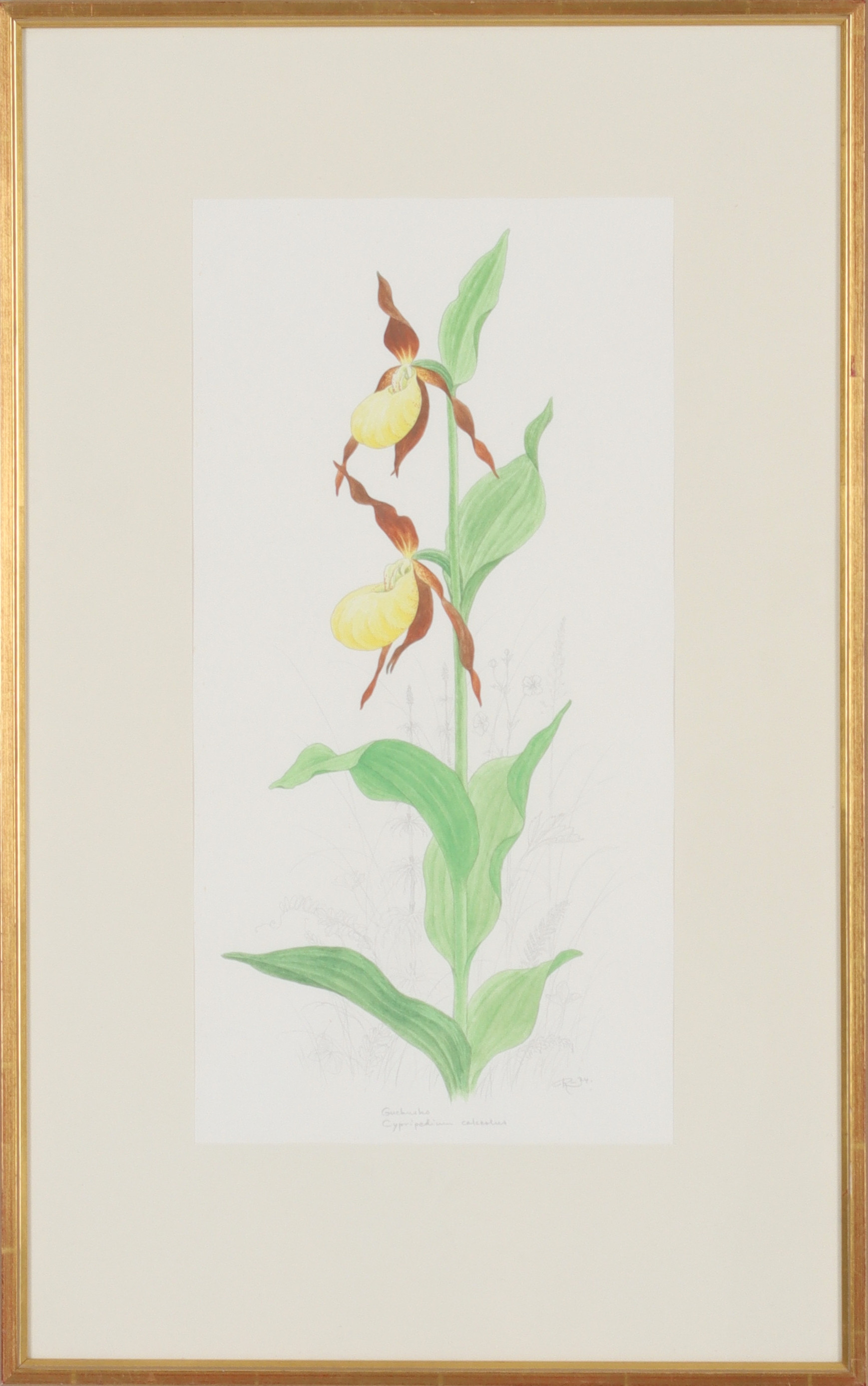 ROLF LIDBERG. "Guckusko, Cypripedium calceolus", blandteknik, monogramsignerad och daterad -74.