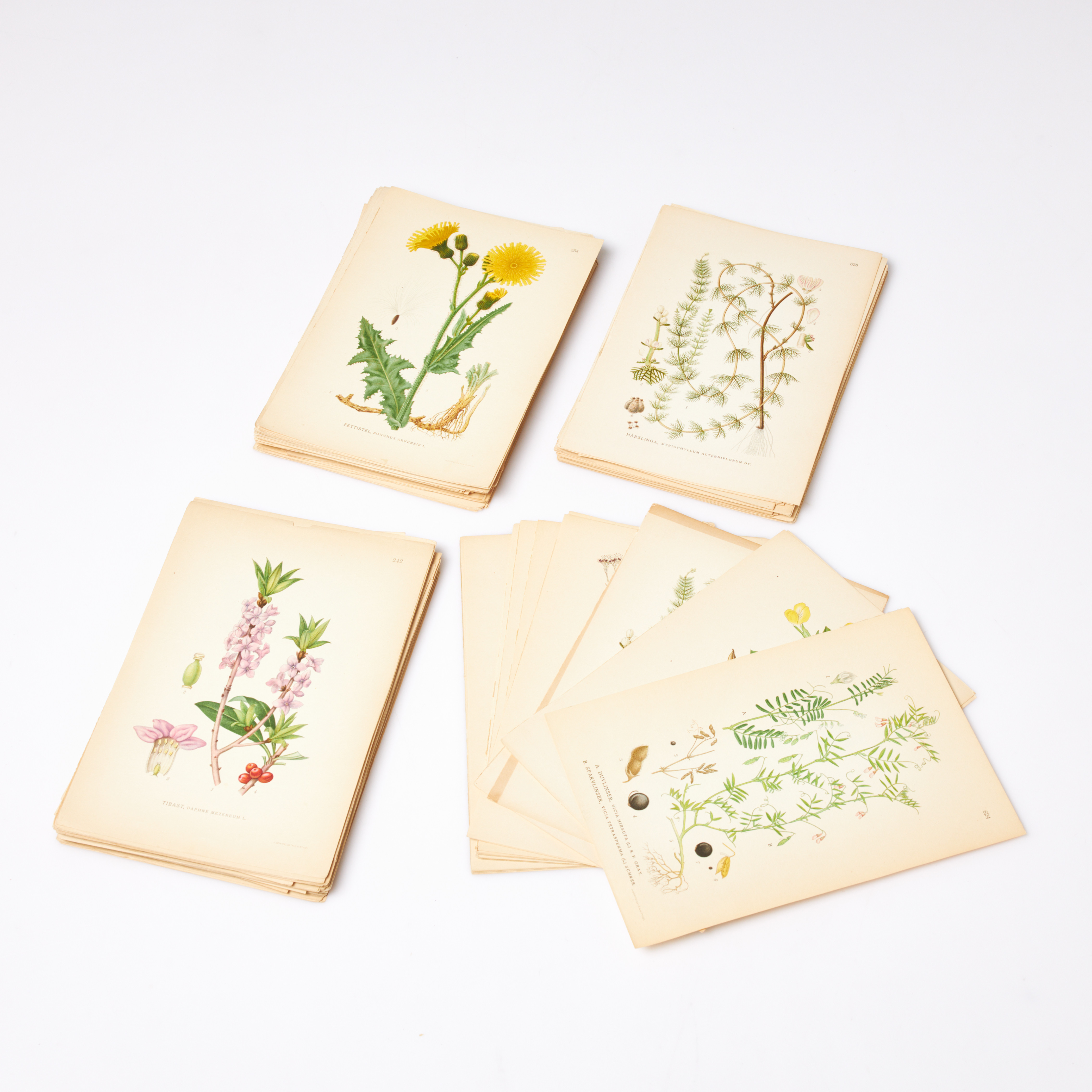 BOTANIK, ca 200 st lösa färglitografiska tryck, växtplanscher.