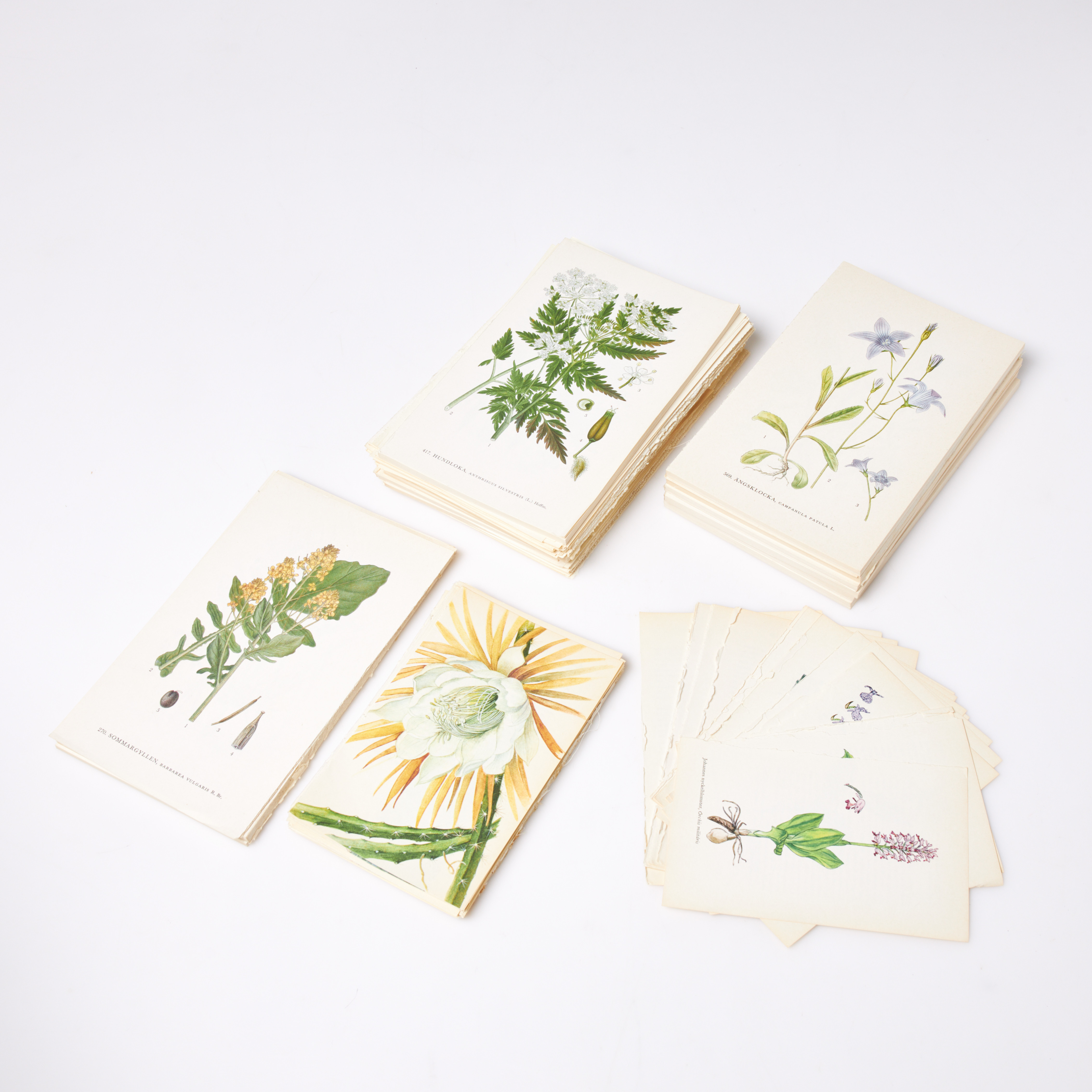 BOTANIK, ca 1000 st lösa färgtryck, växtplanscher.