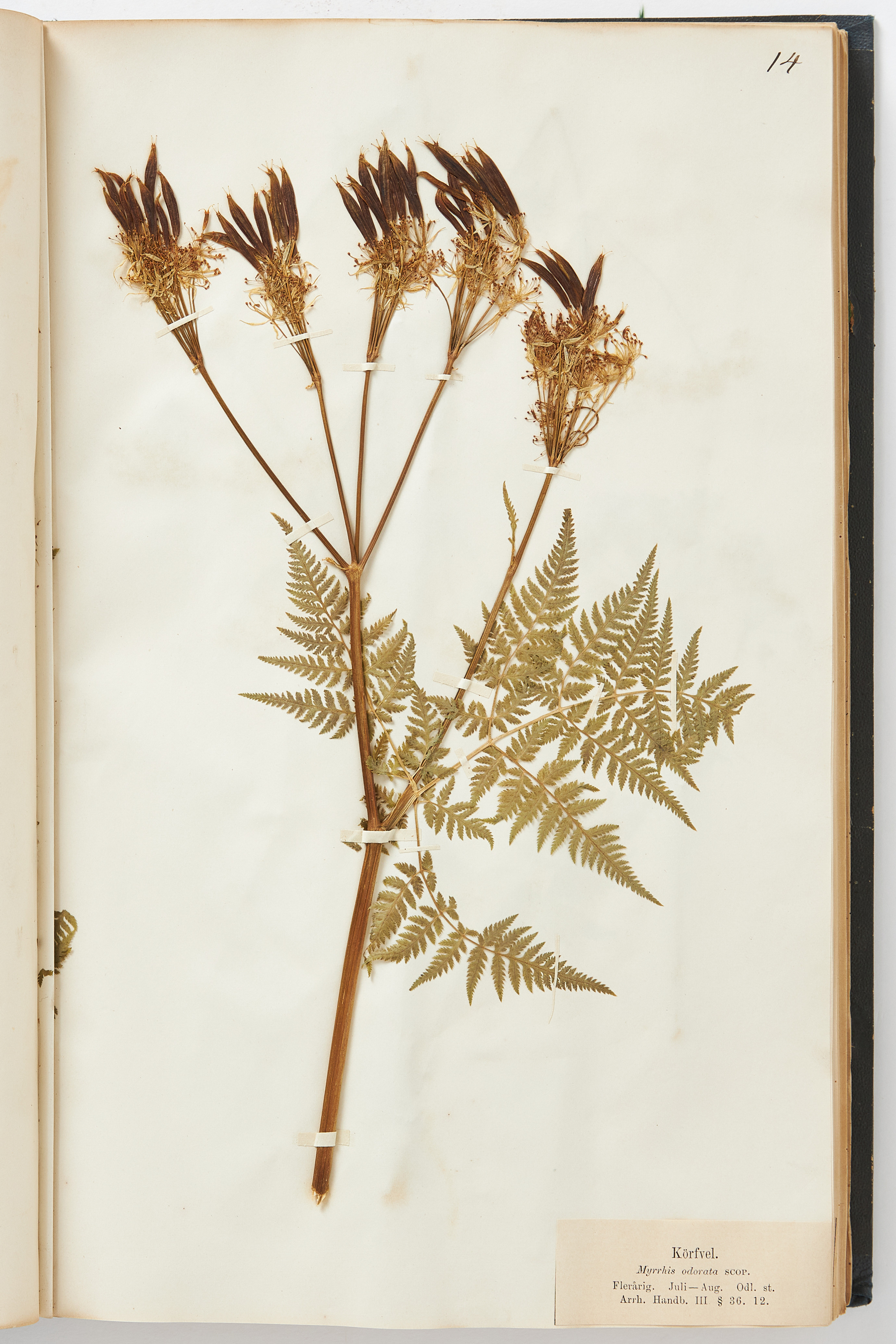 TISELIUS VERK MED MONTERADE TORKADE VÄXTER FRÅN 1860-TALET. 2 VOL.