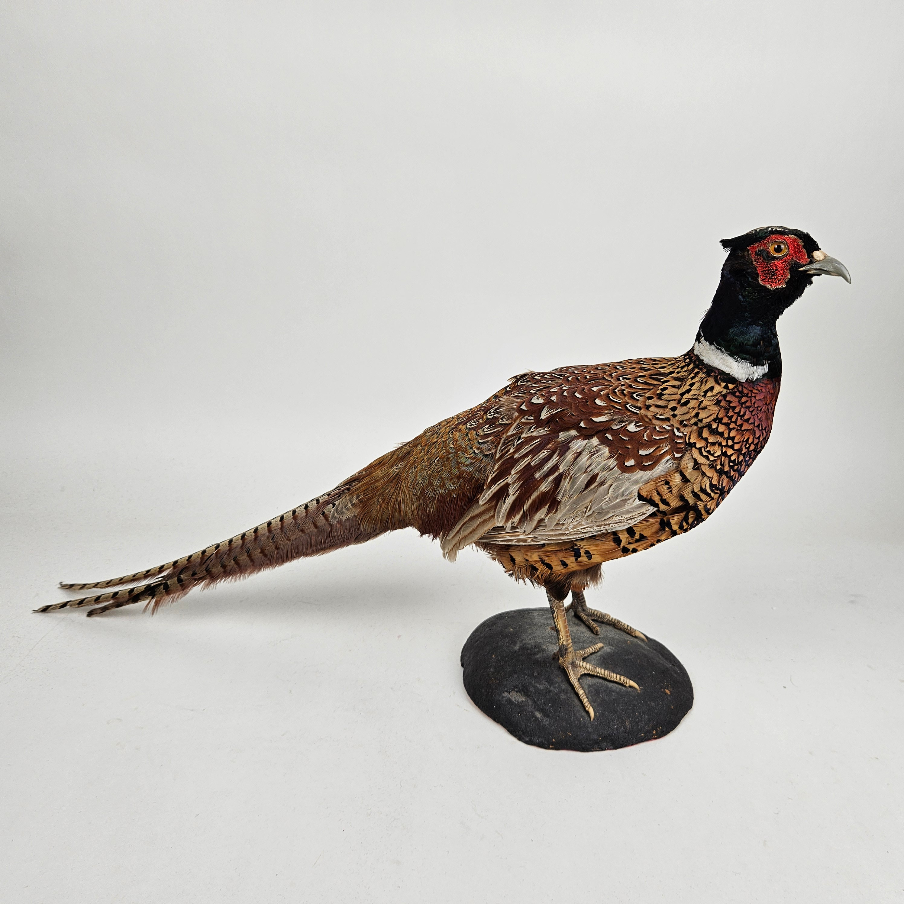 TAXIDERMI, fasan, 1900-tal.