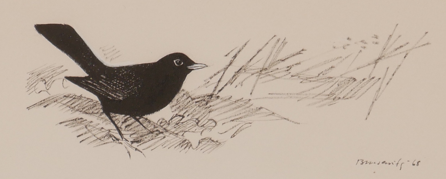 GUNNAR BRUSEWITZ. Koltrast, teckning, signerad Brusewitz -68.