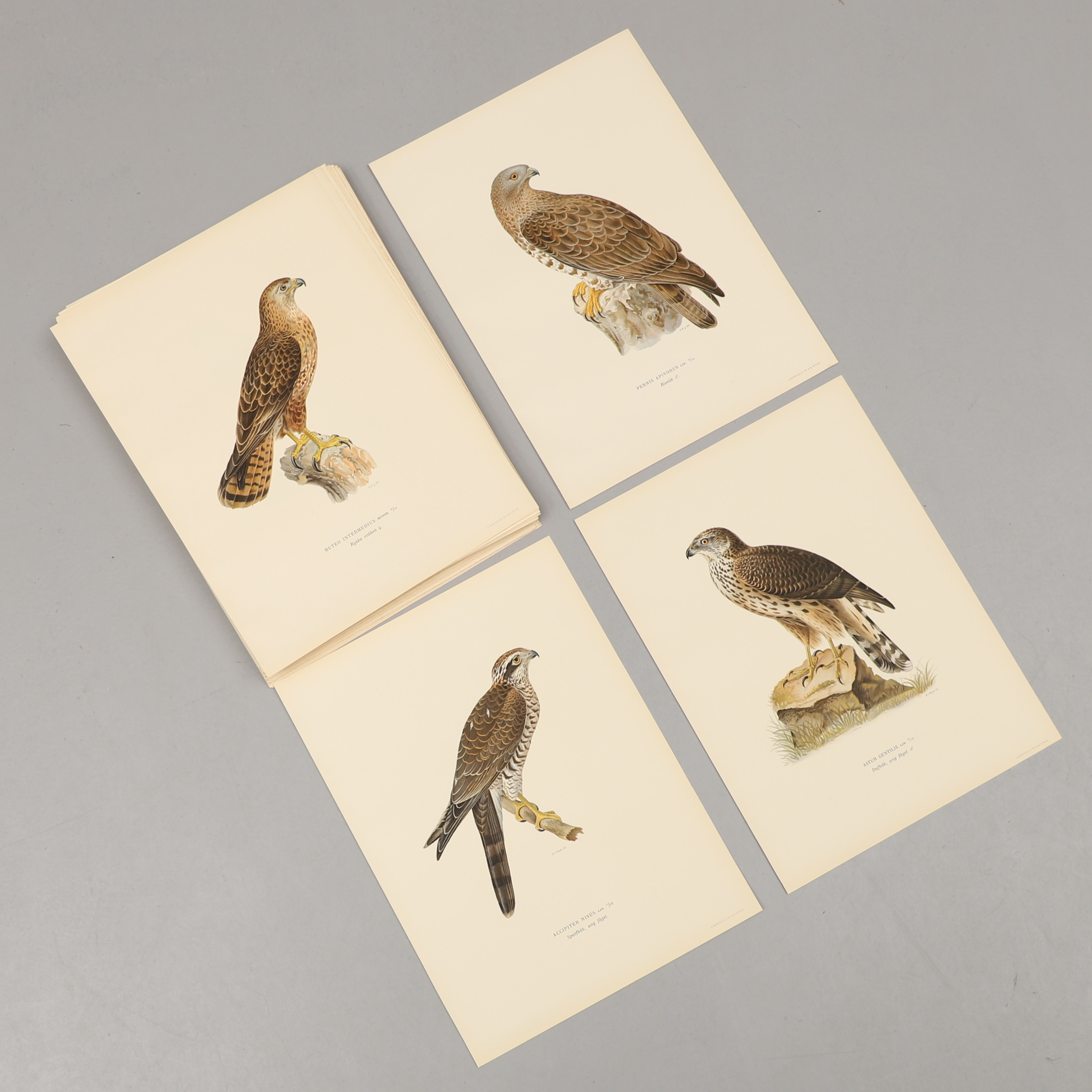 ORNITOLOGISKA PLANSCHER, 109 st, ur "Svenska fåglar" M, W & F von Wright, 1929.