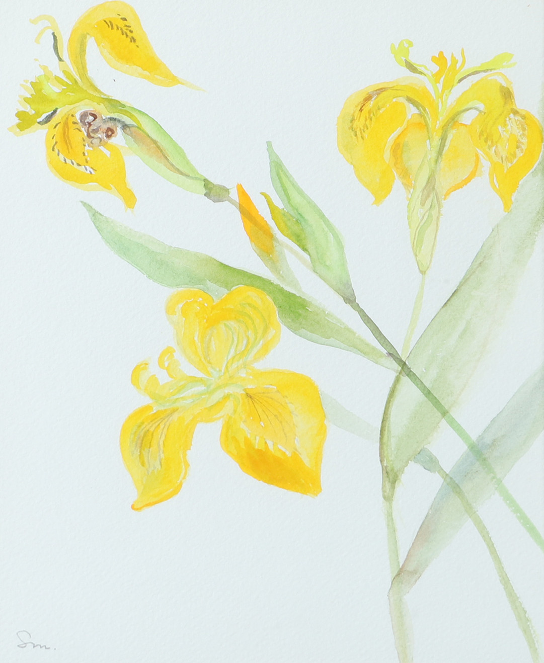 SAGA MOLIN. Blommor, akvarell, signerad S.M.