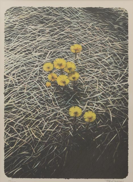 TOM OLSSON (FÖDD 1941). Tussilago, litografi nr 114/350. signerad.