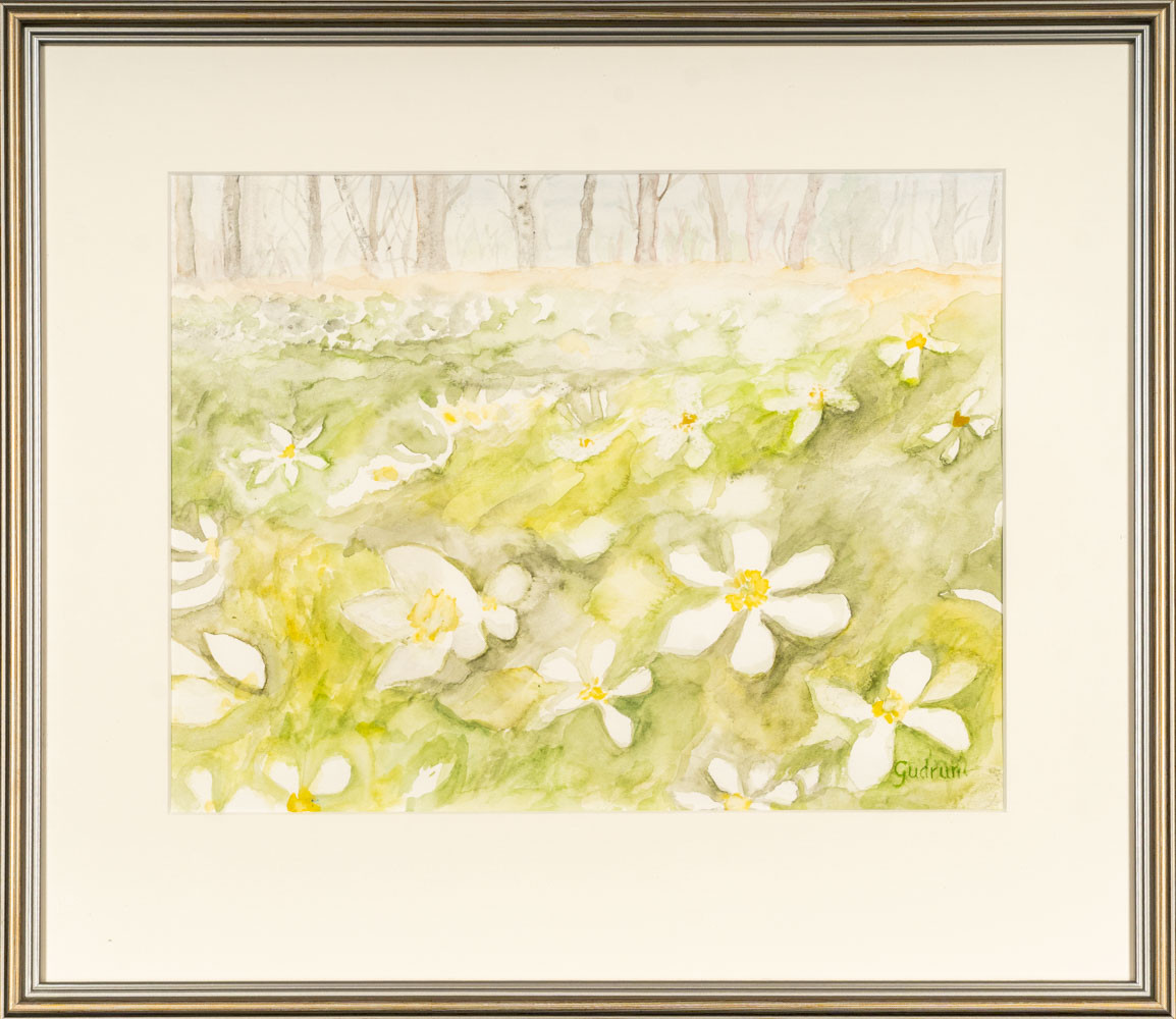 GUDRUN OLOFSSON. Akvarell, Vitsippe-motiv, Signerad.