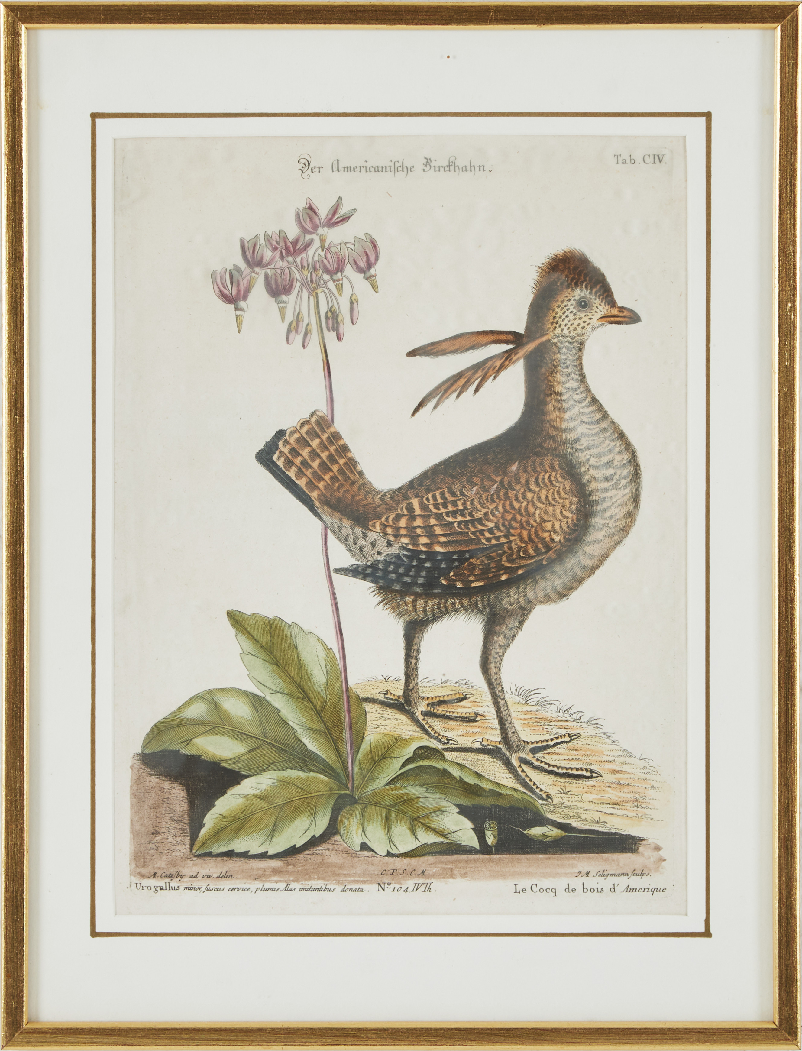 JOHANN MICHAEL SELIGMANN, kopparstick, 2 st., fåglar, Nuremberg, J.J. Fleischmann, 1749-1776.