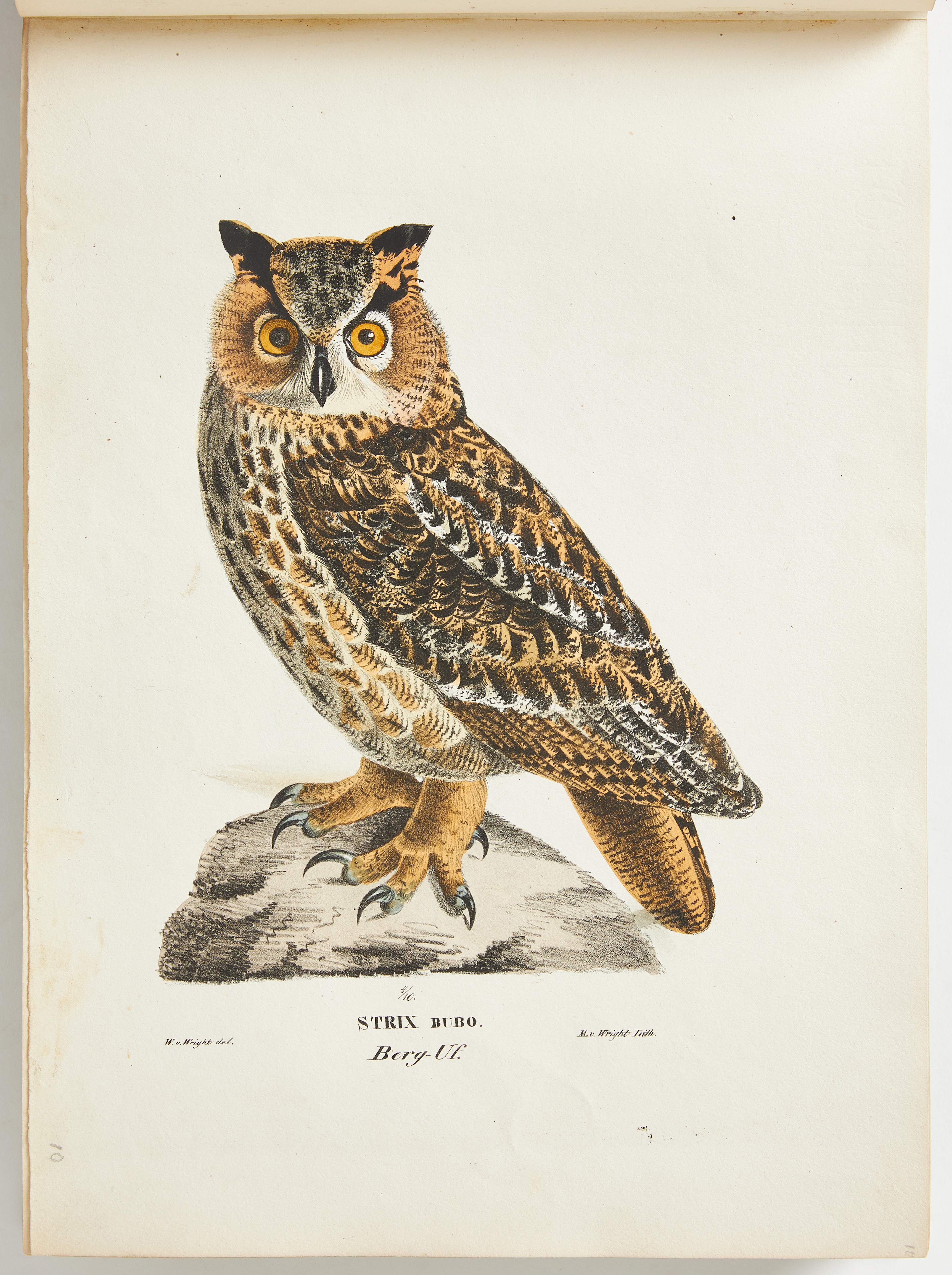 DEN SÄLLSYNTA ORIGINALUPPLAGAN AV BRÖDERNA VON WRIGHTS SVENSKA FOGLAR, 1828-39, med 180 handkolorerade litograferade planscher.