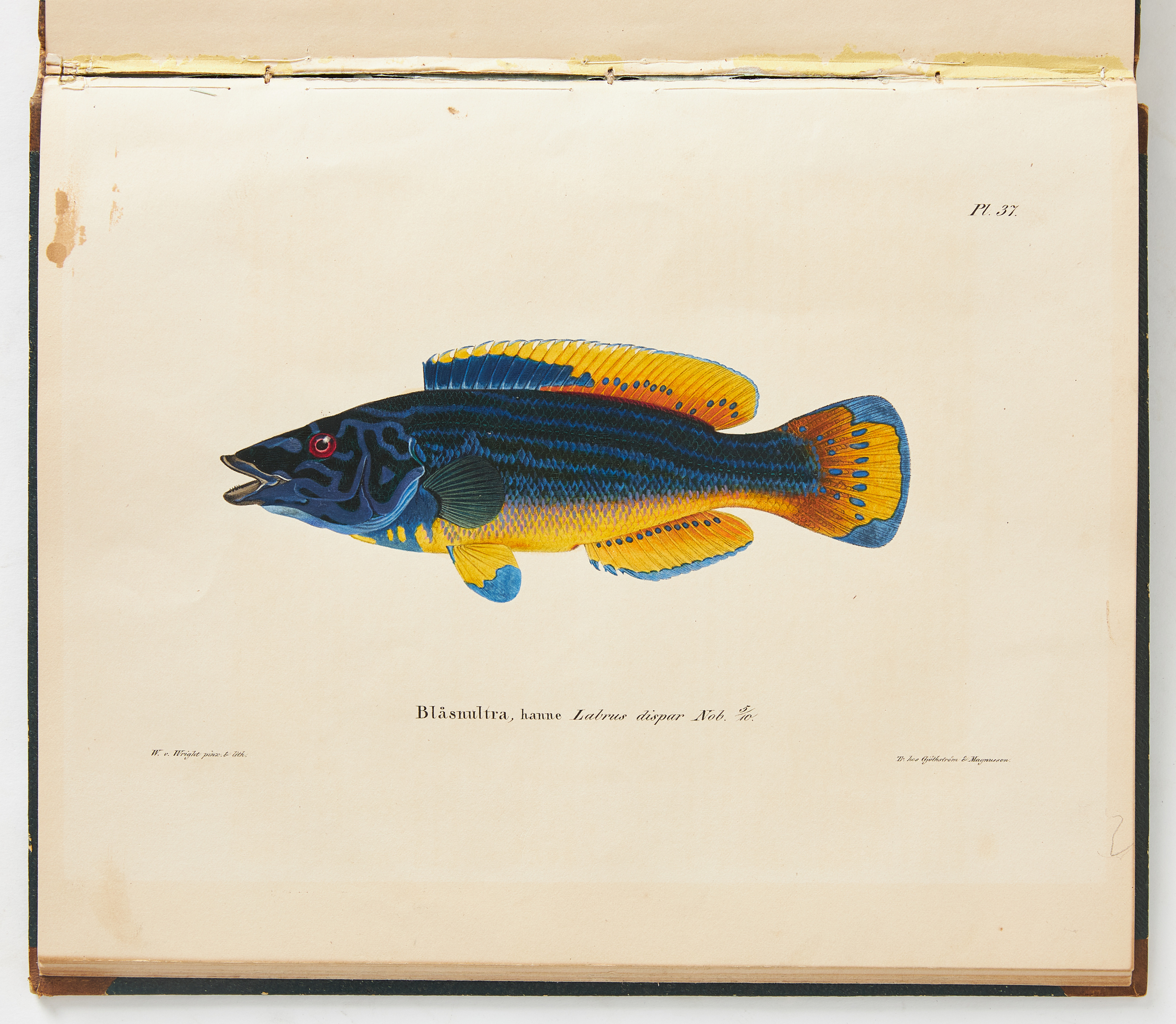 WRIGHT'S "SKANDINAVIENS FISKAR" IN THE FIRST EDITION 1836, 2 volumes.