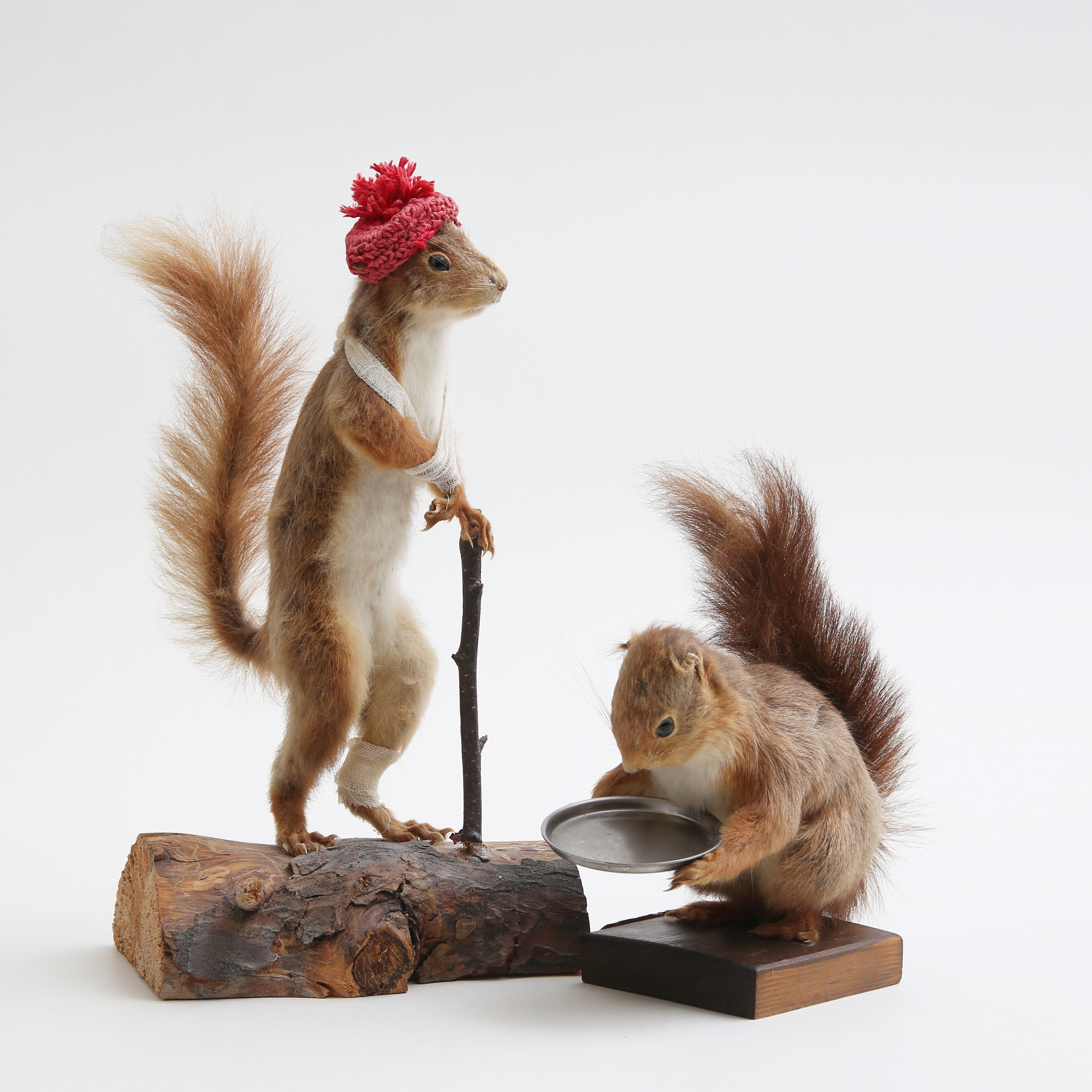 TAXIDERMI, 2 st ekorrar med montage, 1900-talets mitt.