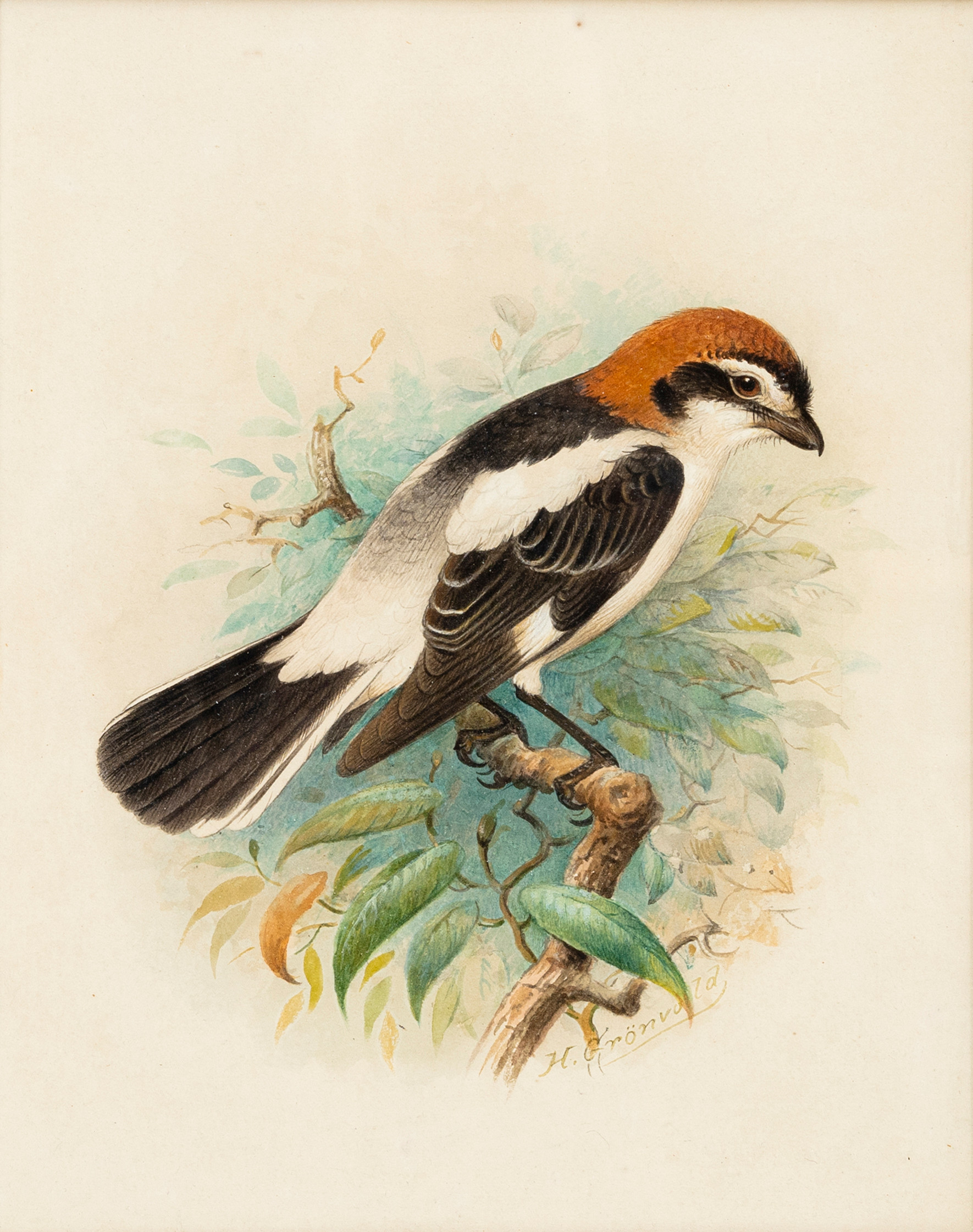 HENRIK GRØNVOLD (1858-1940). Rödhuvad törnskata, blandteknik på papper, signerad H. Grönvold.