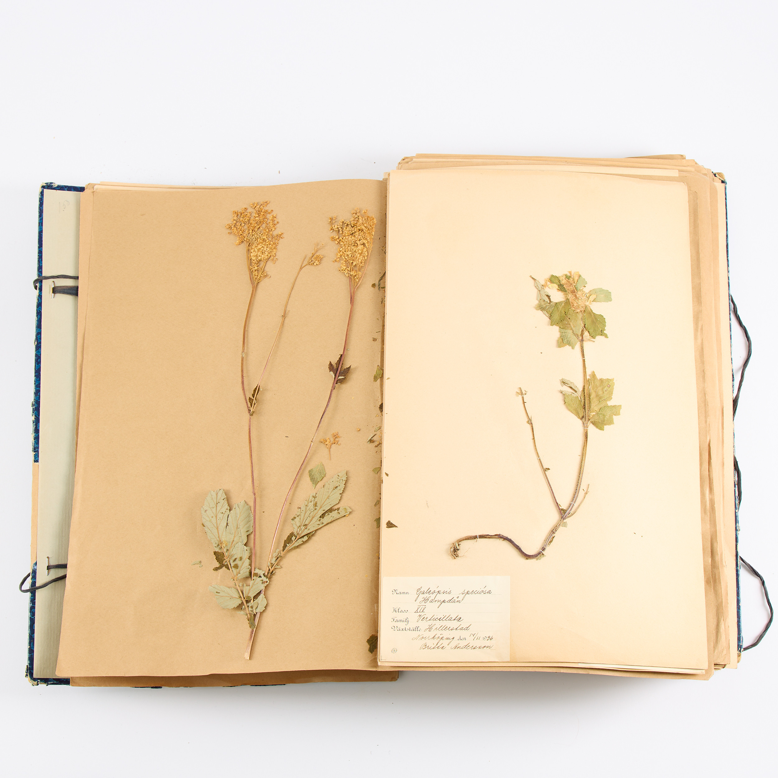 HERBARIUM. År 1936.