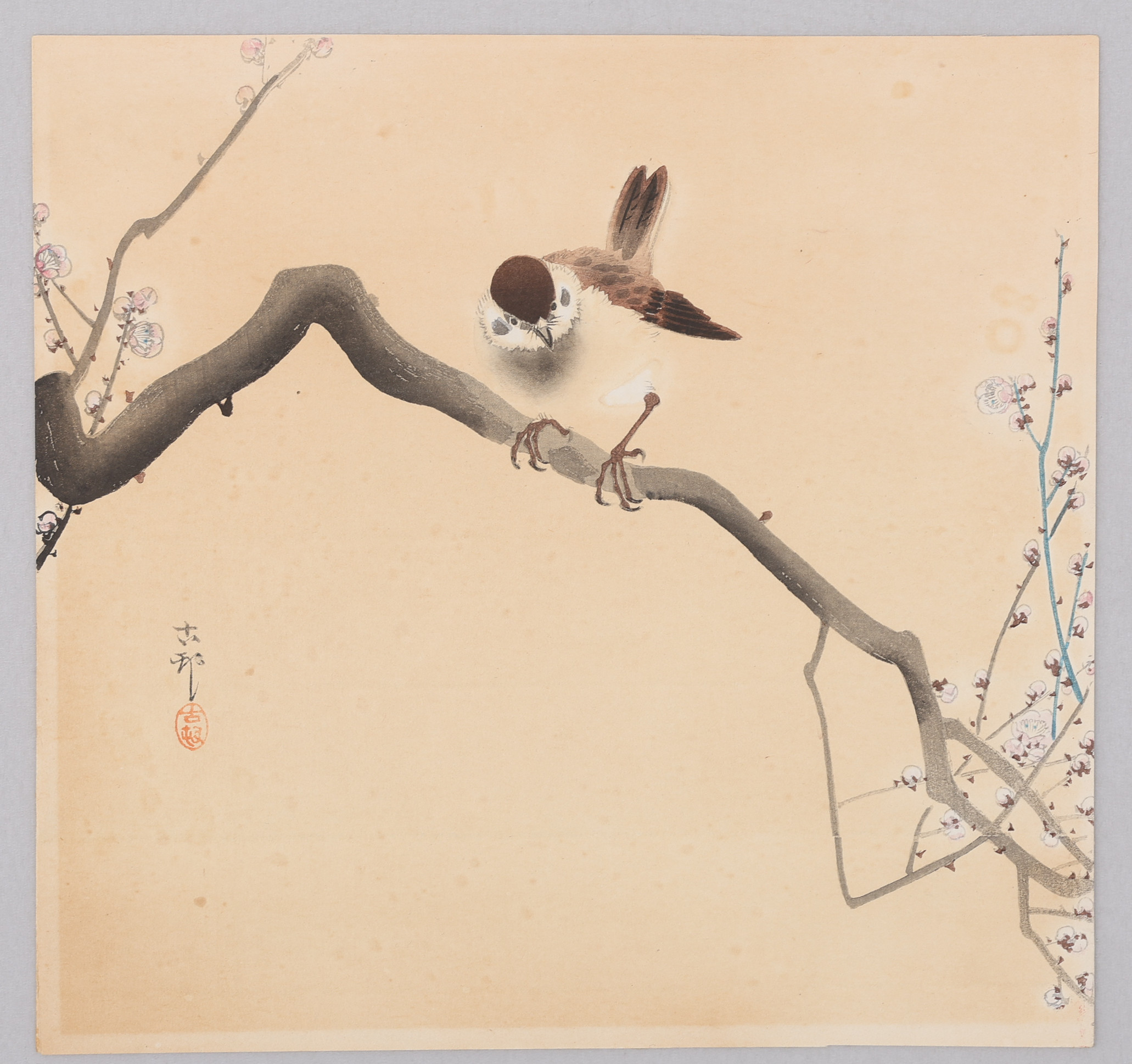OHARA KŌSON 1877-1945. TRÄSNITT, SPARV PÅ PLOMMONGREN, O. 1910.