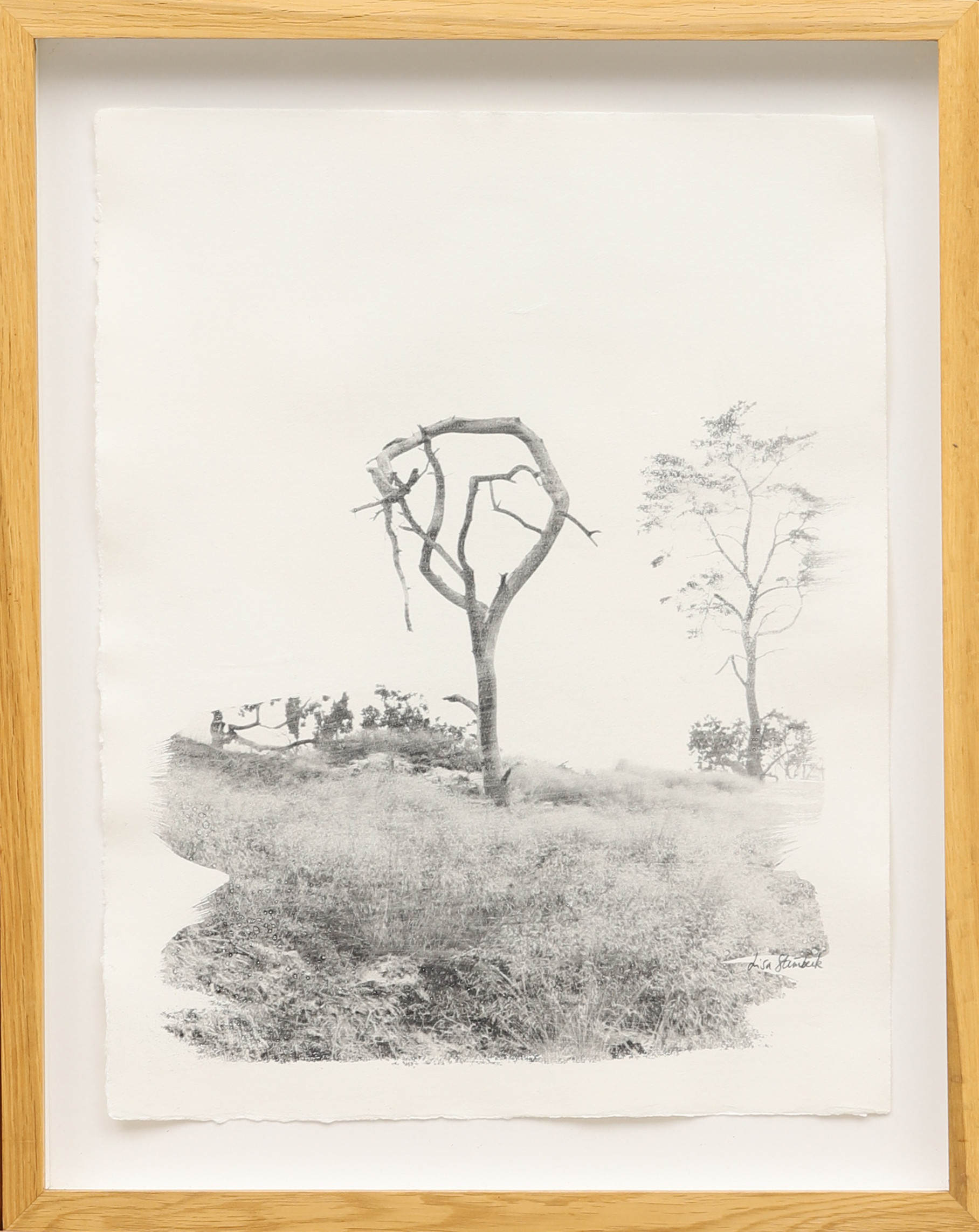 LISA STRÖMBECK. "The Last Trees", fotografi (Liquid Light Photography), signerad.