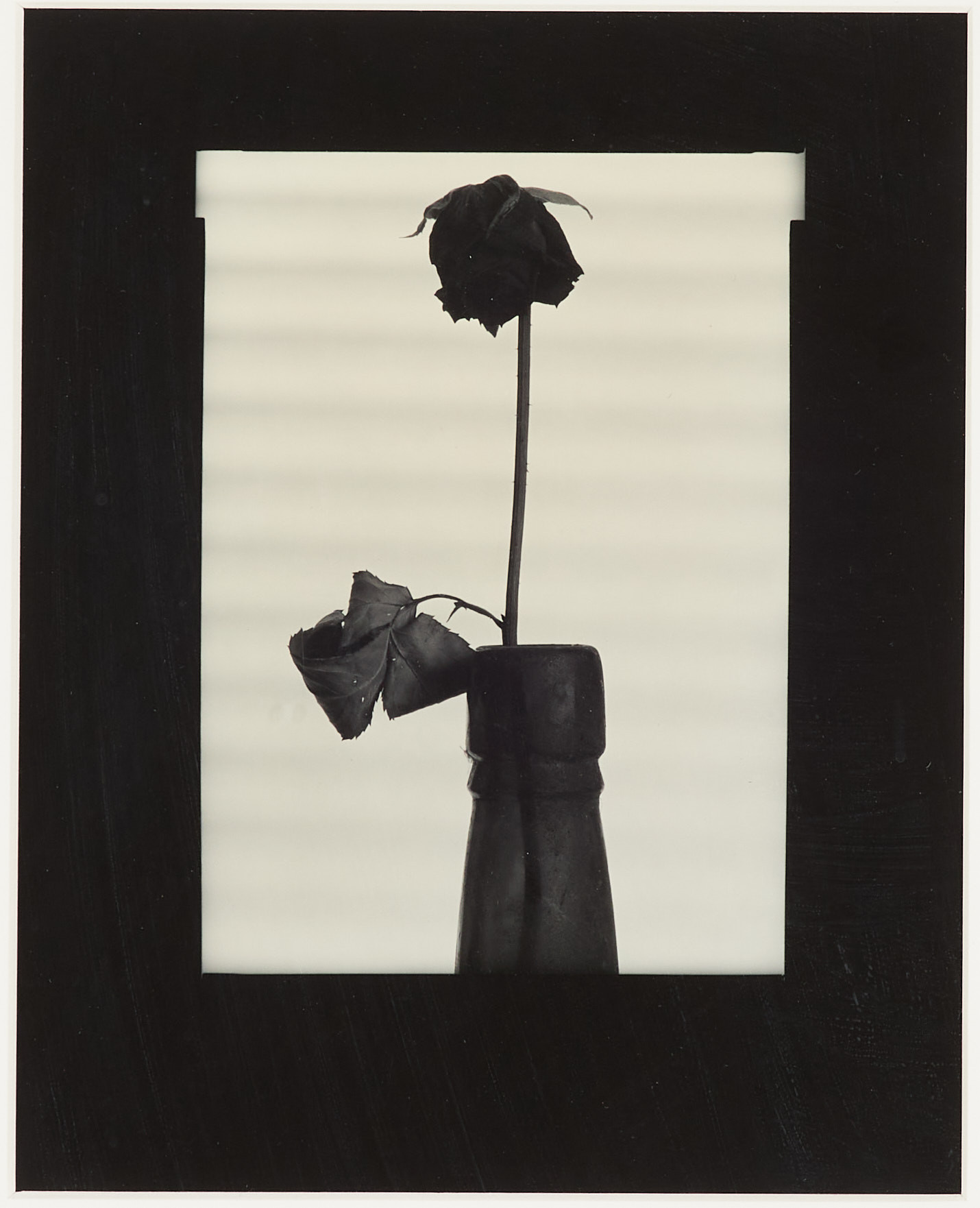 DAWID (BJÖRN DAWIDSSON). Ros, ur "Obscura minnen", 1981, fotografi, silvergelatin, á tergo signerad 1982.