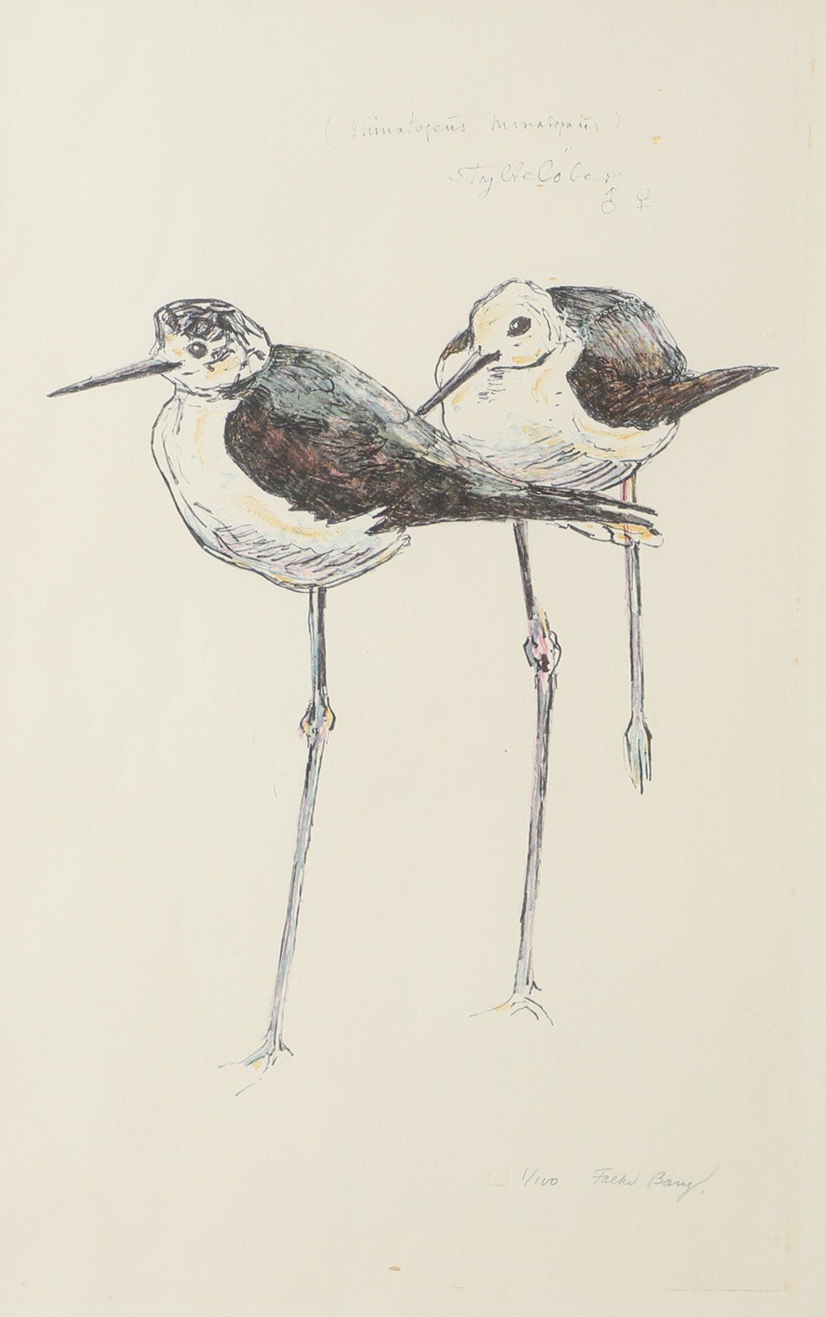 FALKE BANG. Fåglar, färglitografi, signerad.