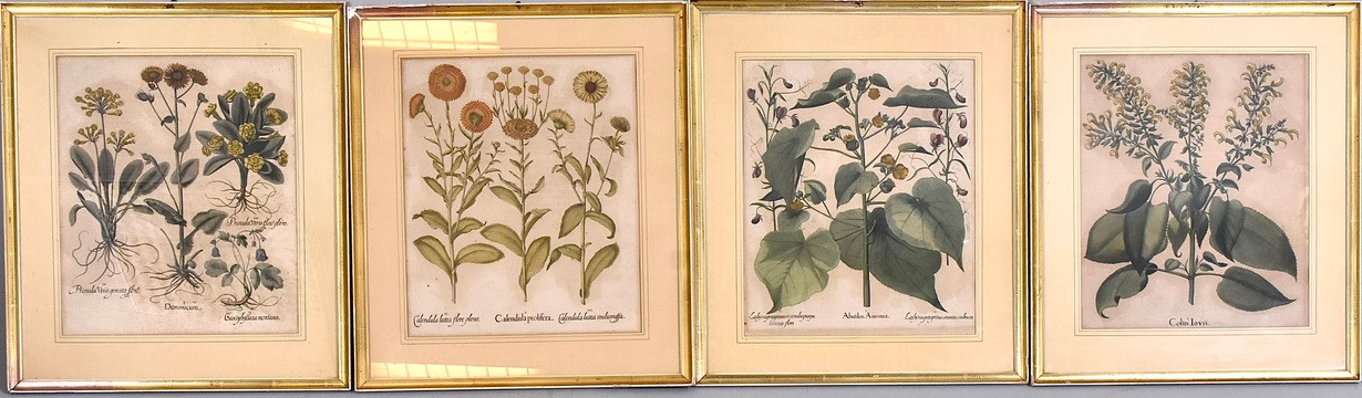 BASILIUS BESLER. kopparstick 4 st, handkolorerade, ur Hortus Eystettensis 1613.