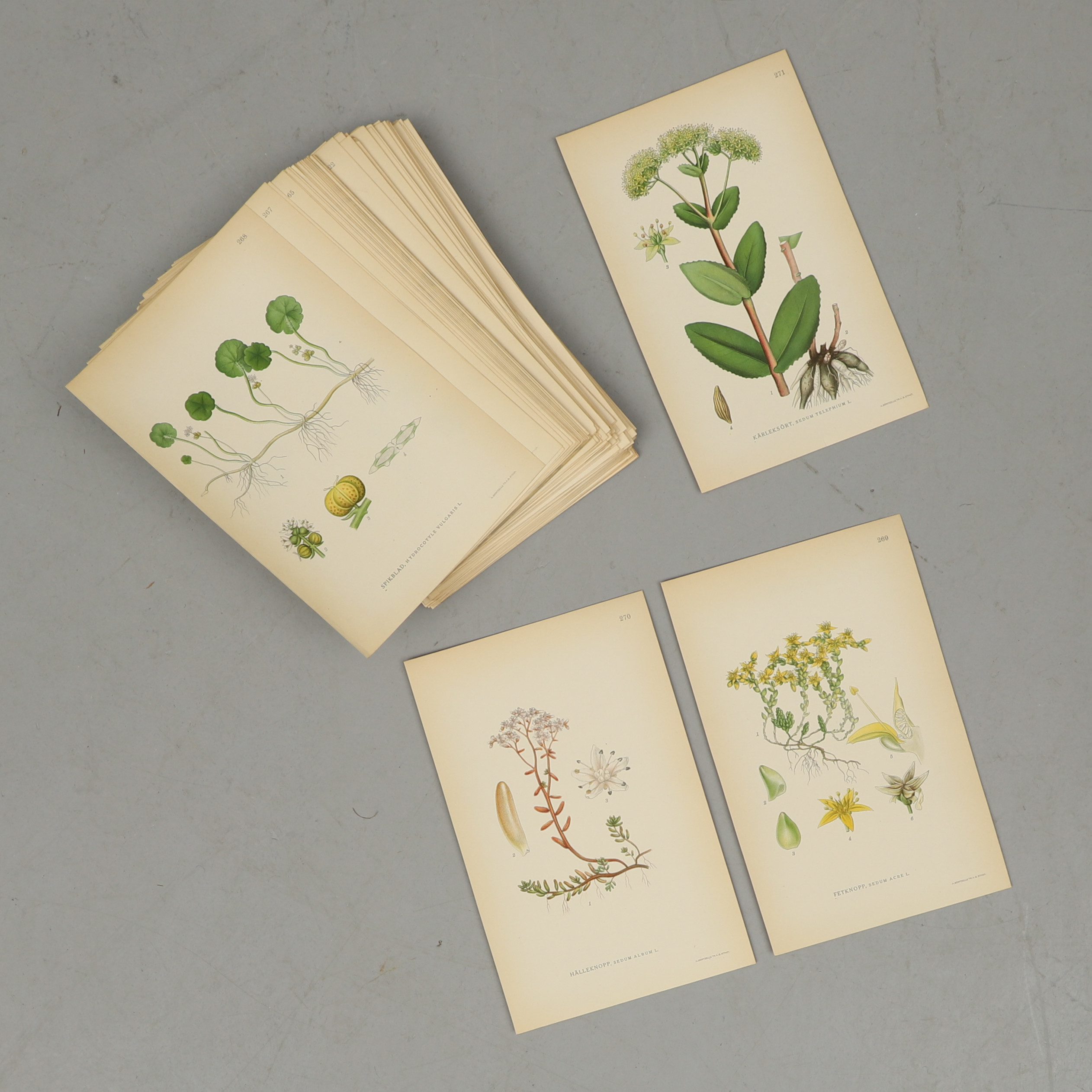 C.A.M. LINDMAN. "Bilder ur Nordens Flora", 219 lösa blad ur vol. 2, Wahlström & Widstrand, Stockholm, 1922.