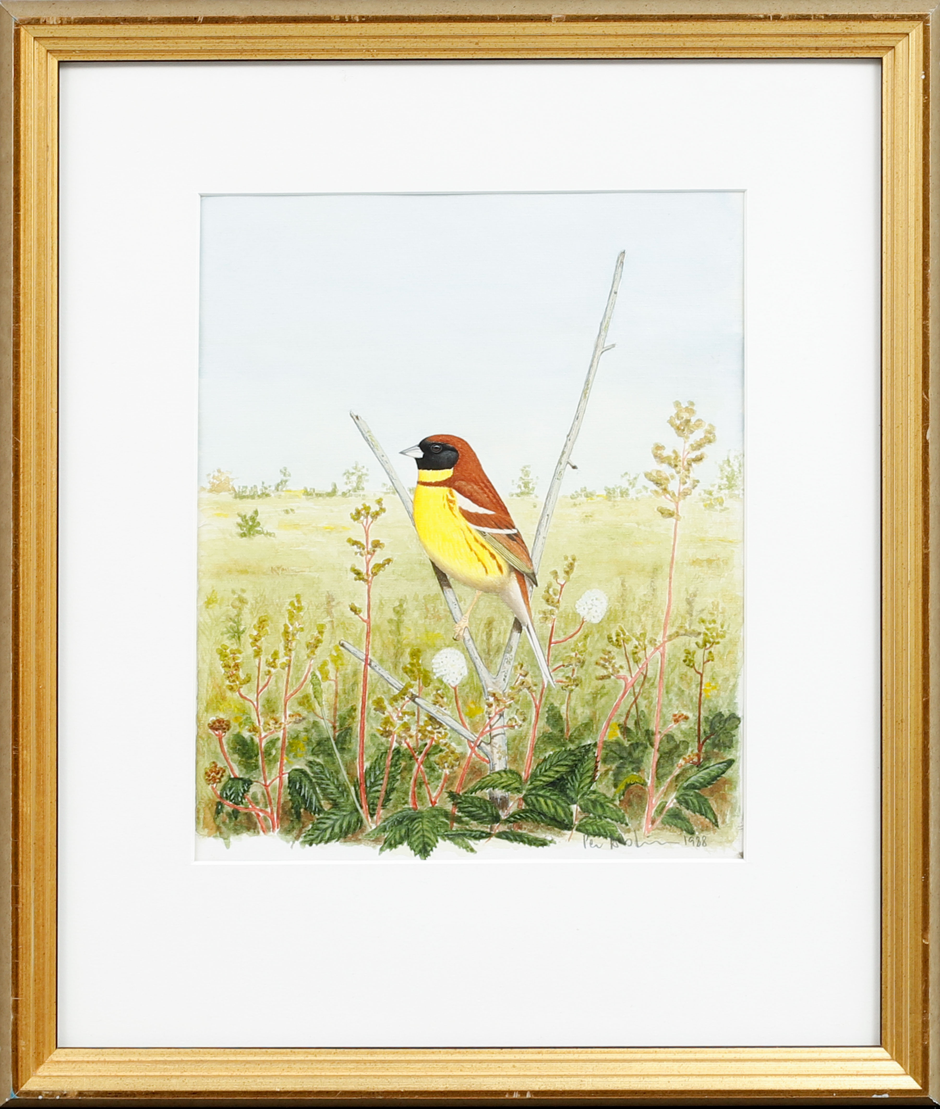 PER ERIK ROSLIN. "Gyllensparv", akvarell, signerad.