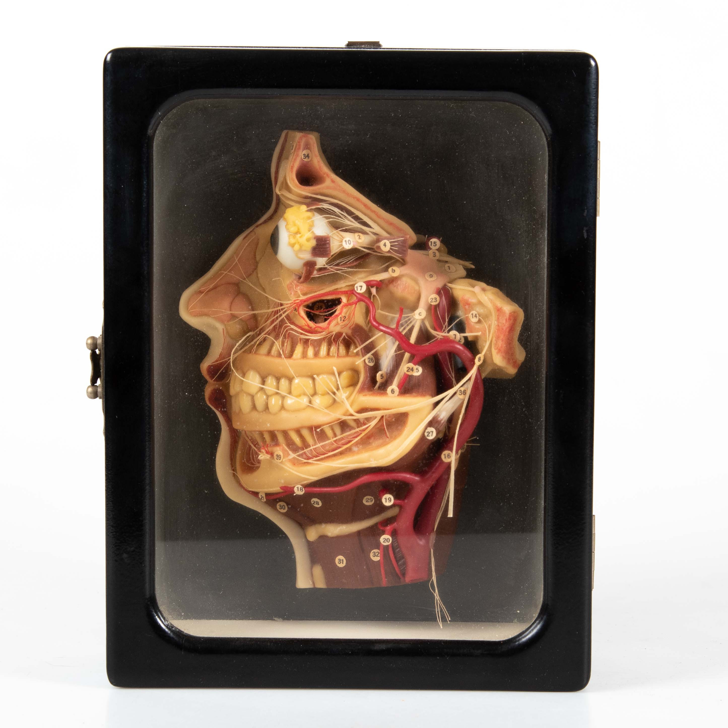 ANATOMISK MODELL AV VAX, Lehrmittelwerke Berlinische Verlagsanstalt, Berlin, 1920/30-tal.