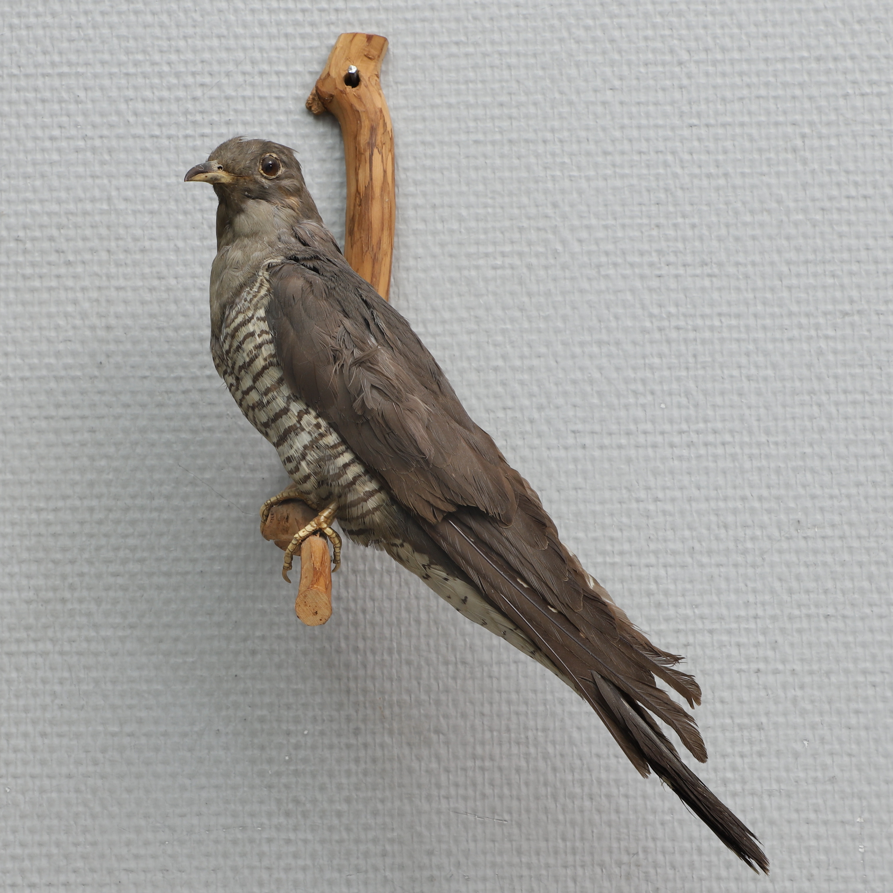 UPPSTOPPAD FÅGEL på trägren, "Gök".