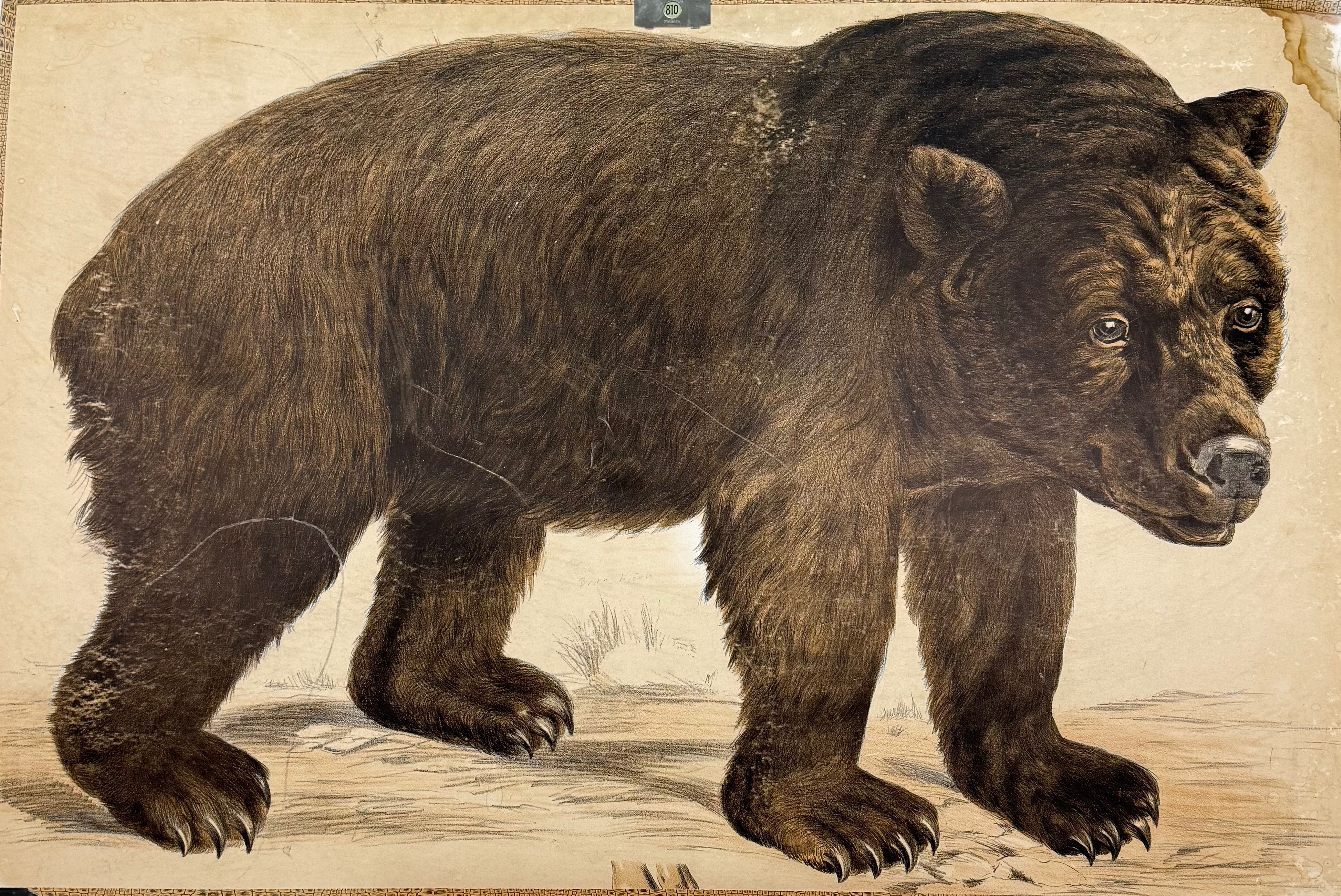 SKOLAFFISCH, björn, Reoord nr 810.