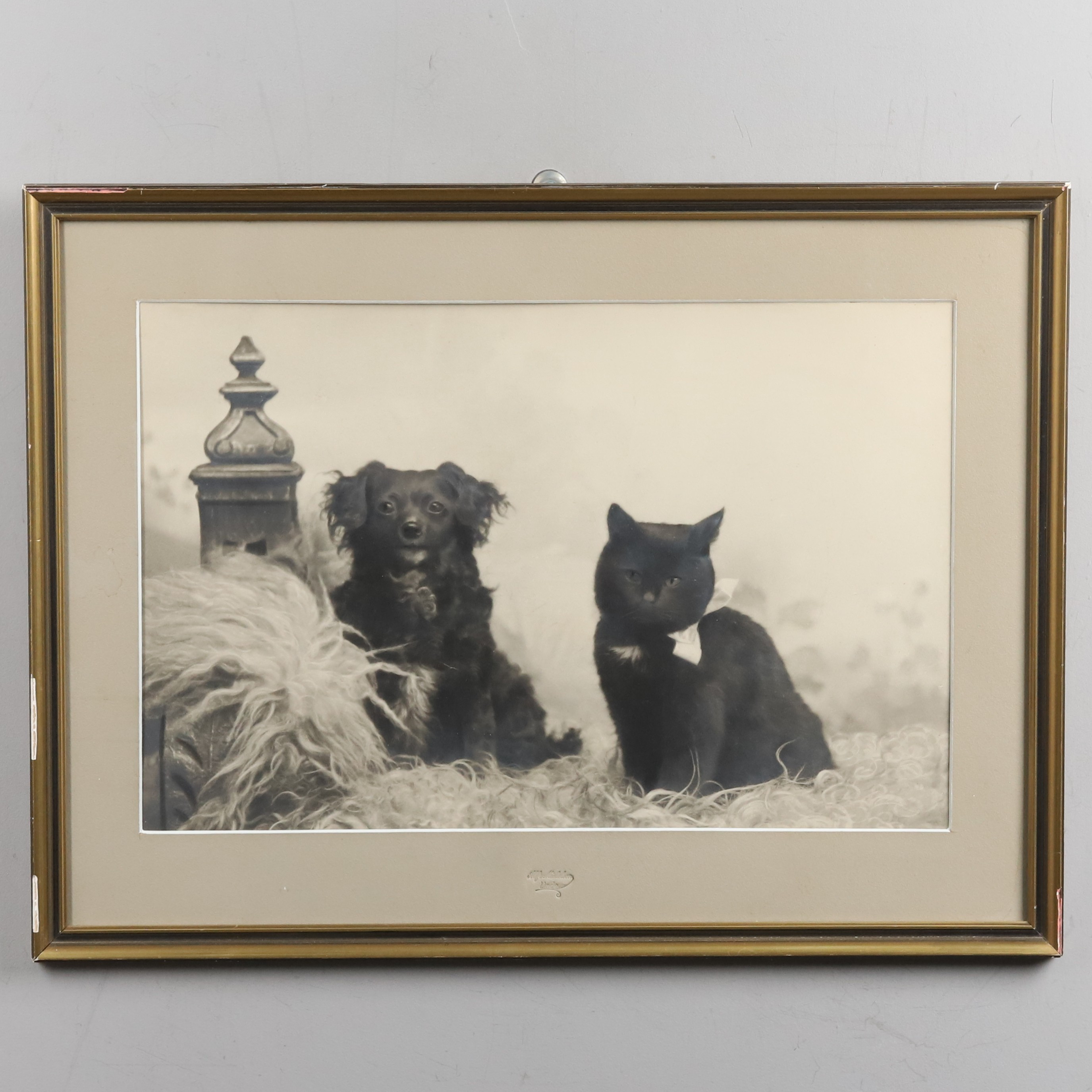KOLORERAT FOTOGRAFI, "Mina pälsklingar", Lindesberg.
