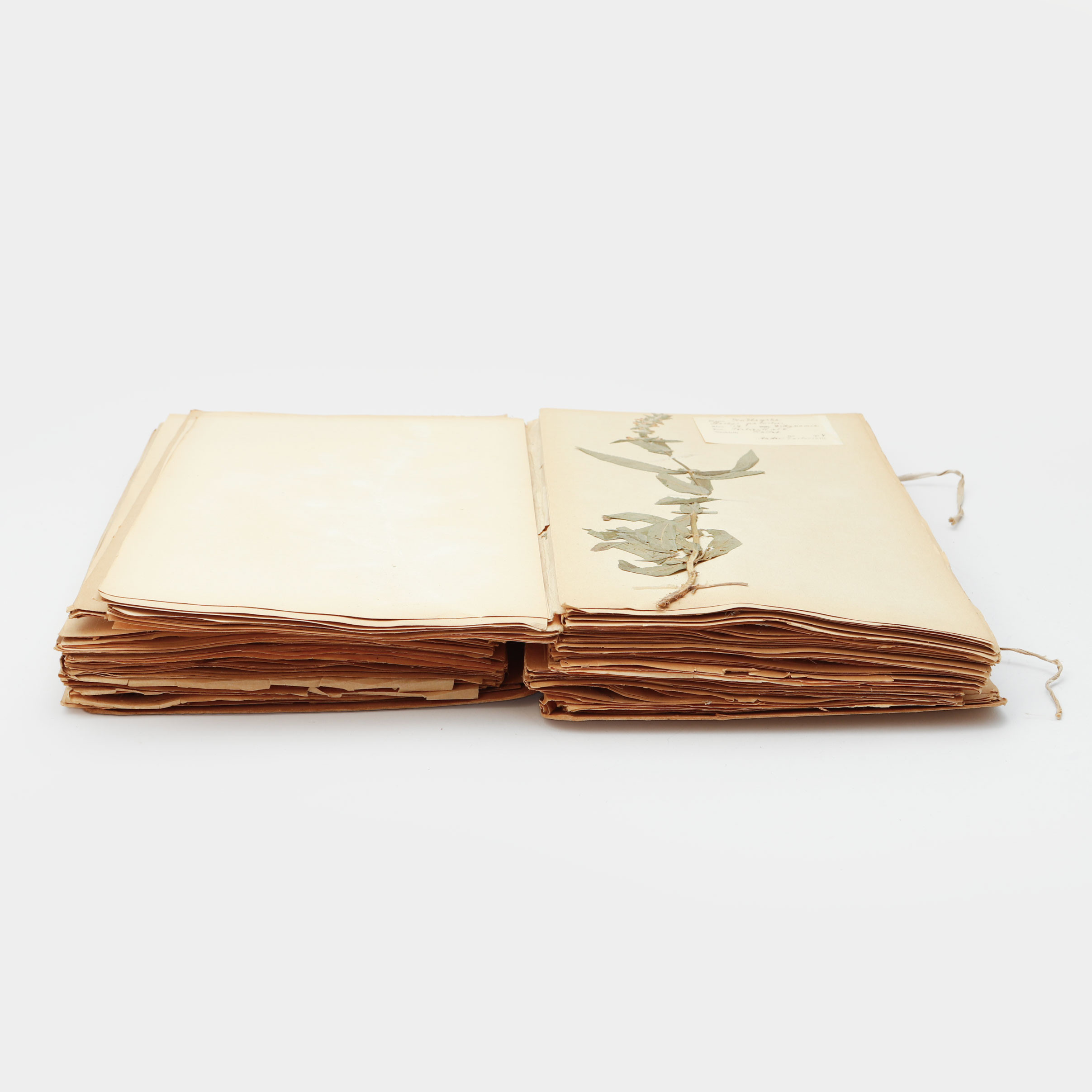 HERBARIUM, 1920-tal.