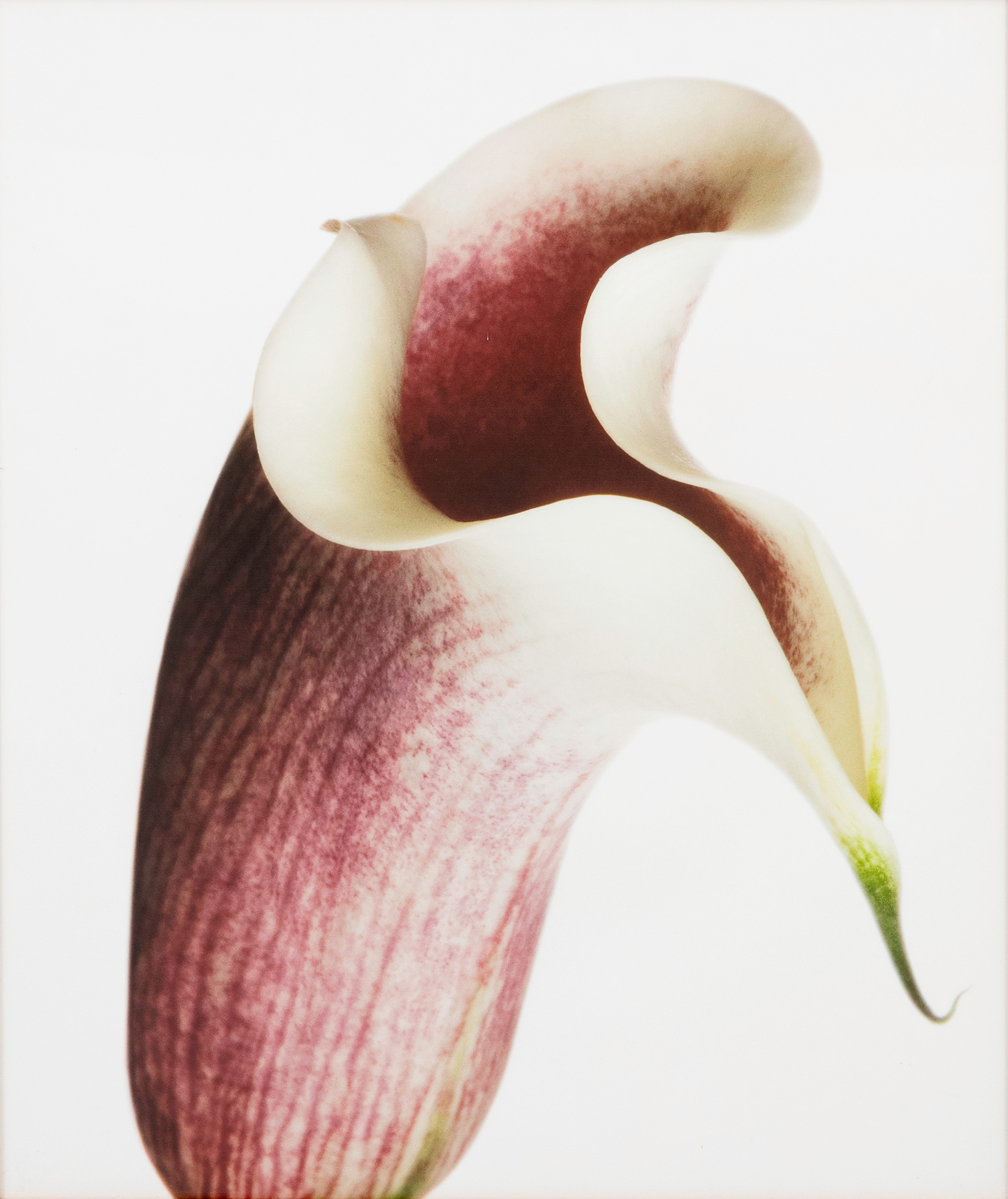 DAWID BJÖRN DAWIDSSON. Calla, fotografi, signerat och daterat à tergo, ap, Dawid, 2016.