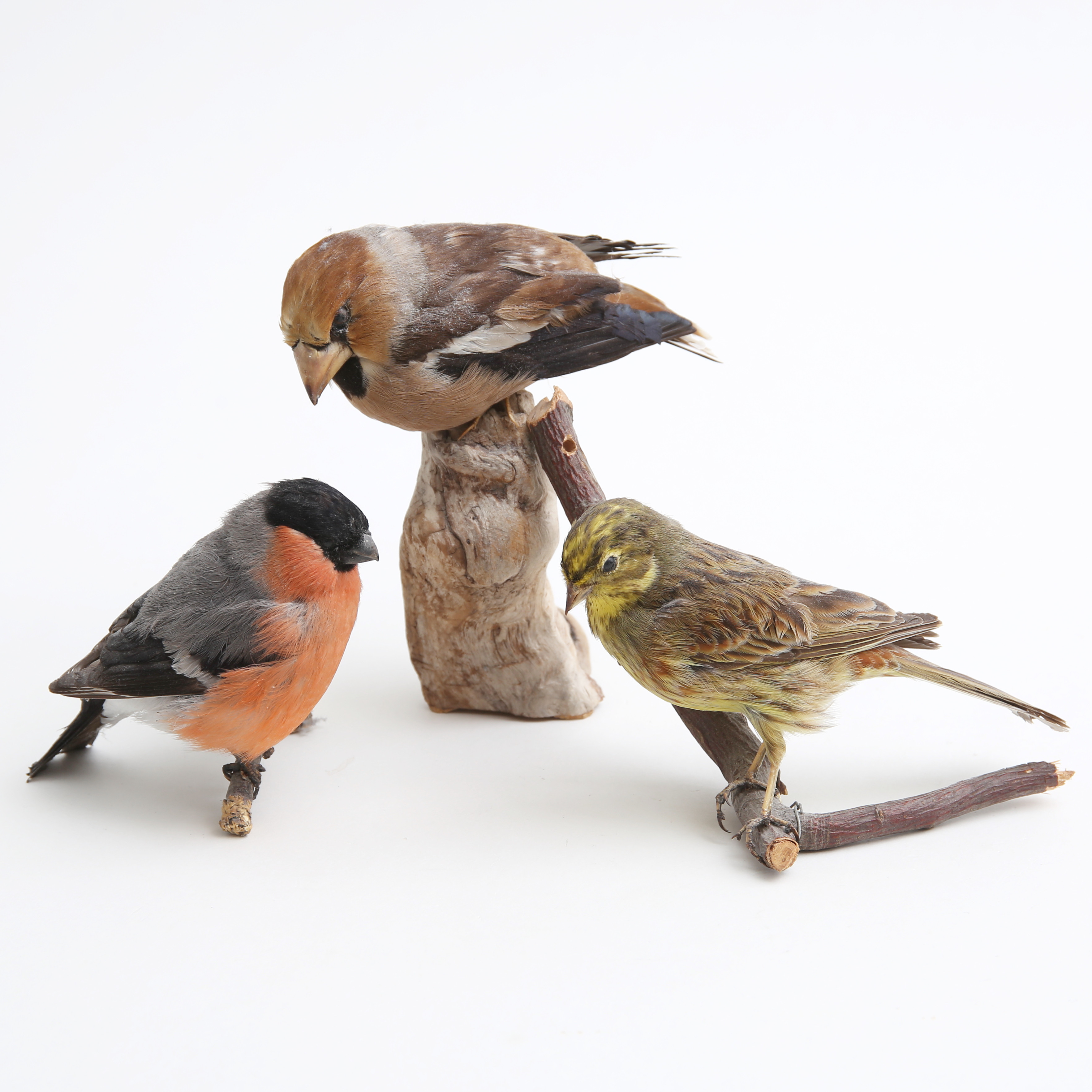 TAXIDERMI, Domherre, Stenknäck samt Gulsparv.
