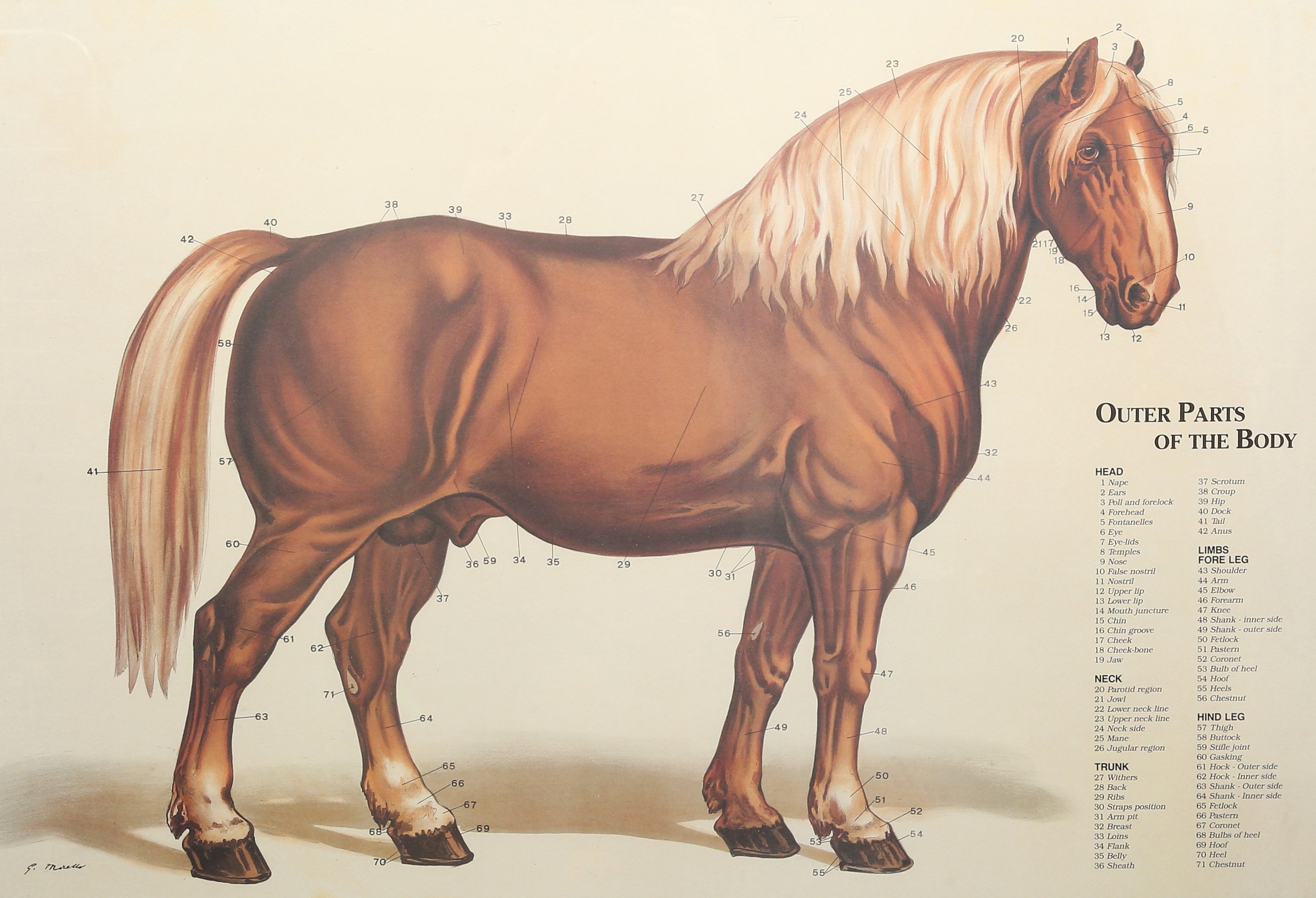 GRAFISKT BLAD, "The Horse", Il Cavallo 1943, published by Forme SRL, Parma, Italy 1989 under permission of G.B. Paravia & C. SPA. Torino Italy.
