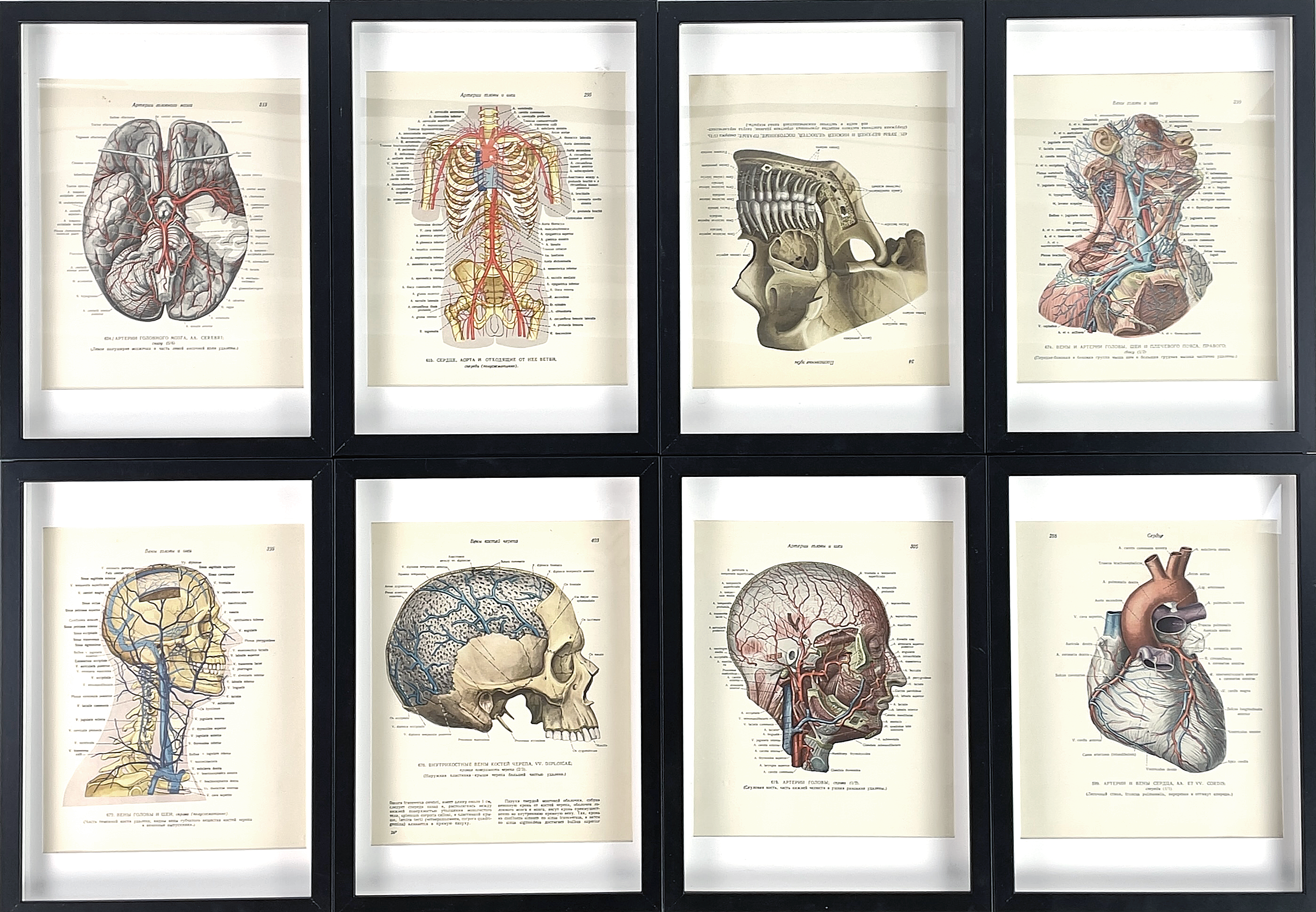 INRAMADE URKLIPP, 8 st. Anatomiska, Ryssland.