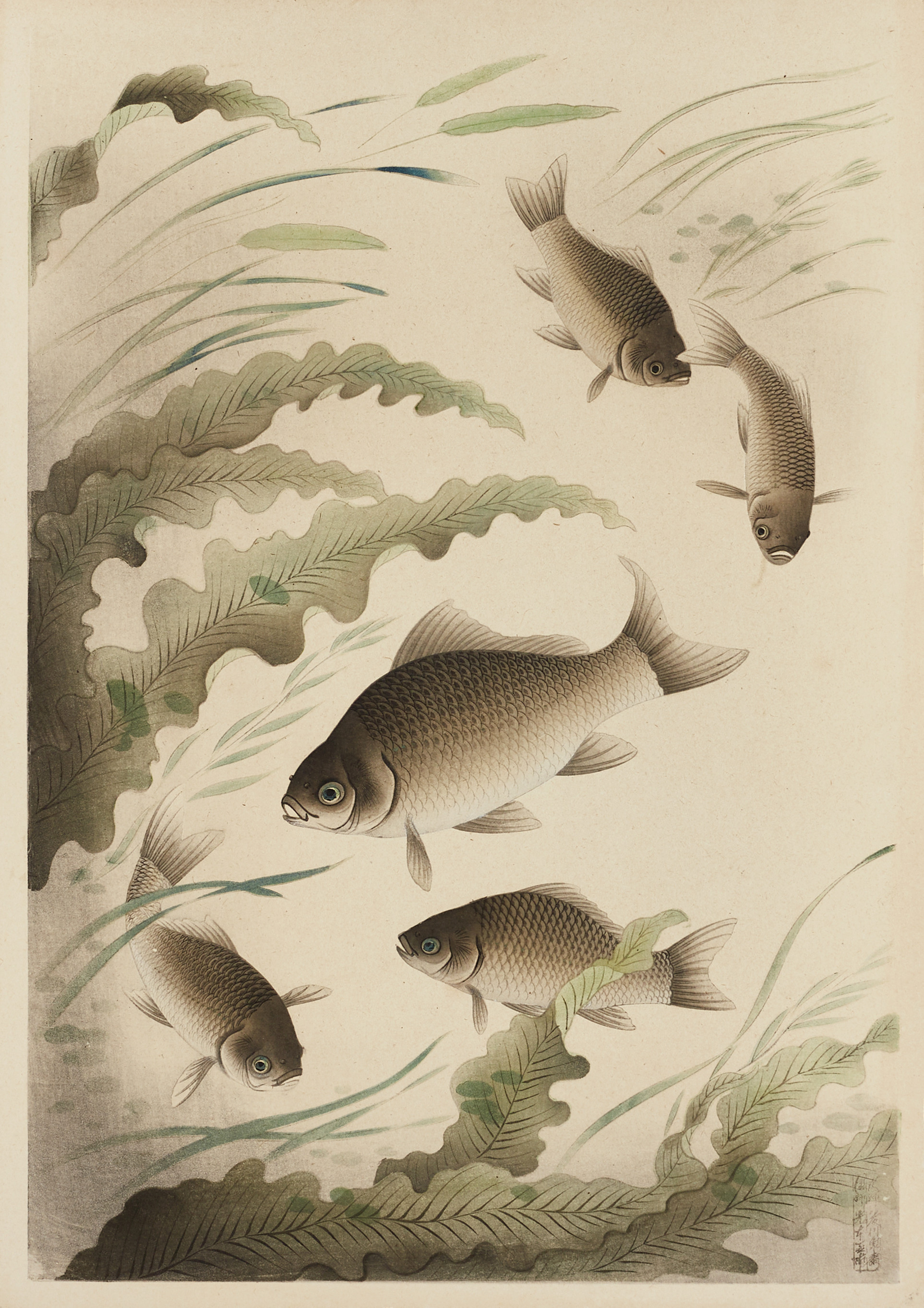 BAKUFU OHNO (Japan 1888-1976), Crucian carp ur "Dai nihon gyorui gashu", (Great Japanese fish picture collection), träsnitt, 1900-tal.