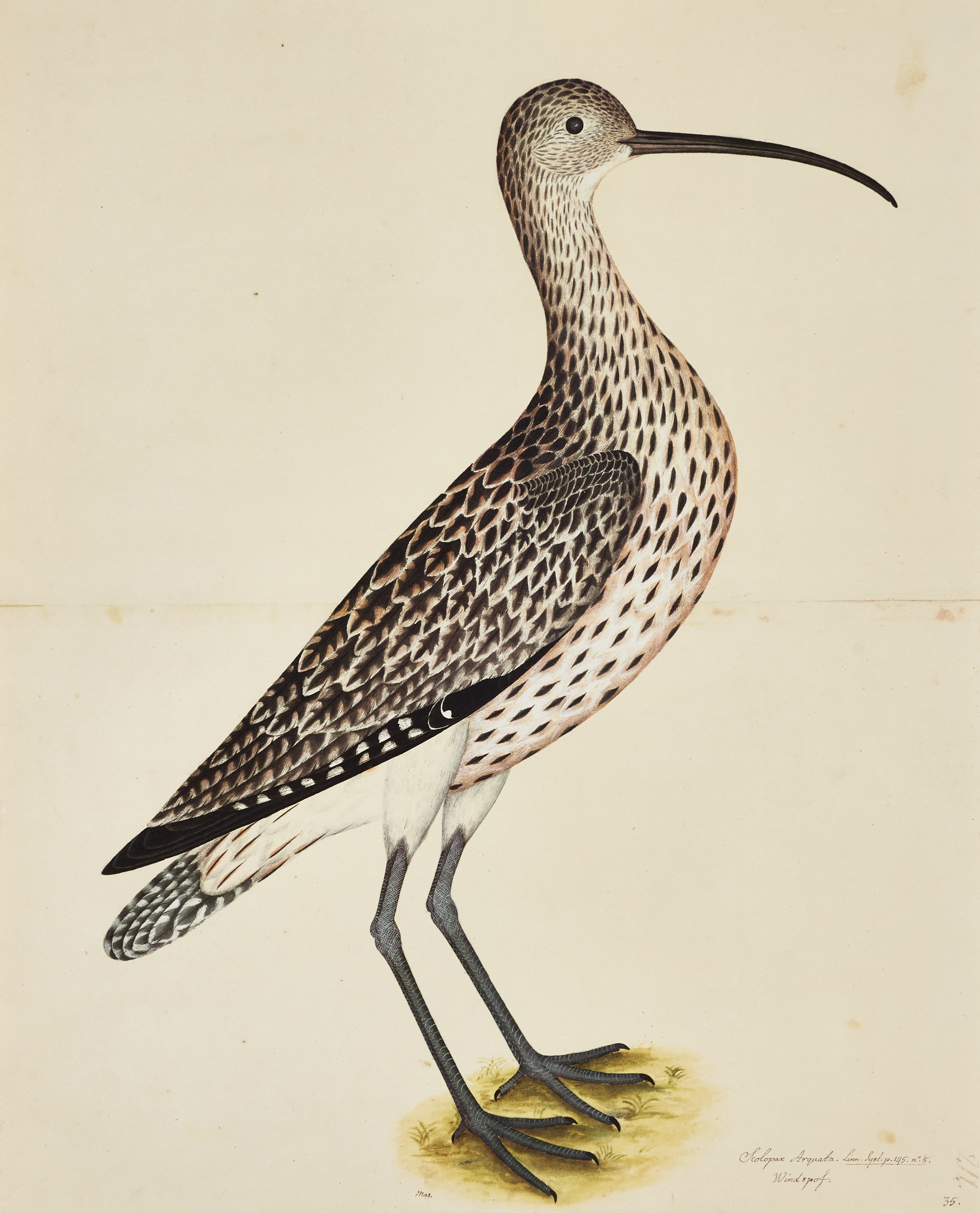 OLOF RUDBECK D:Y (1660-1740). Faksimiler, 4 st, ur portföljen till "Rudbecks Fogelbok", Utgivna av René Cockelberghs Bokförlag, Stockholm 1985-86.