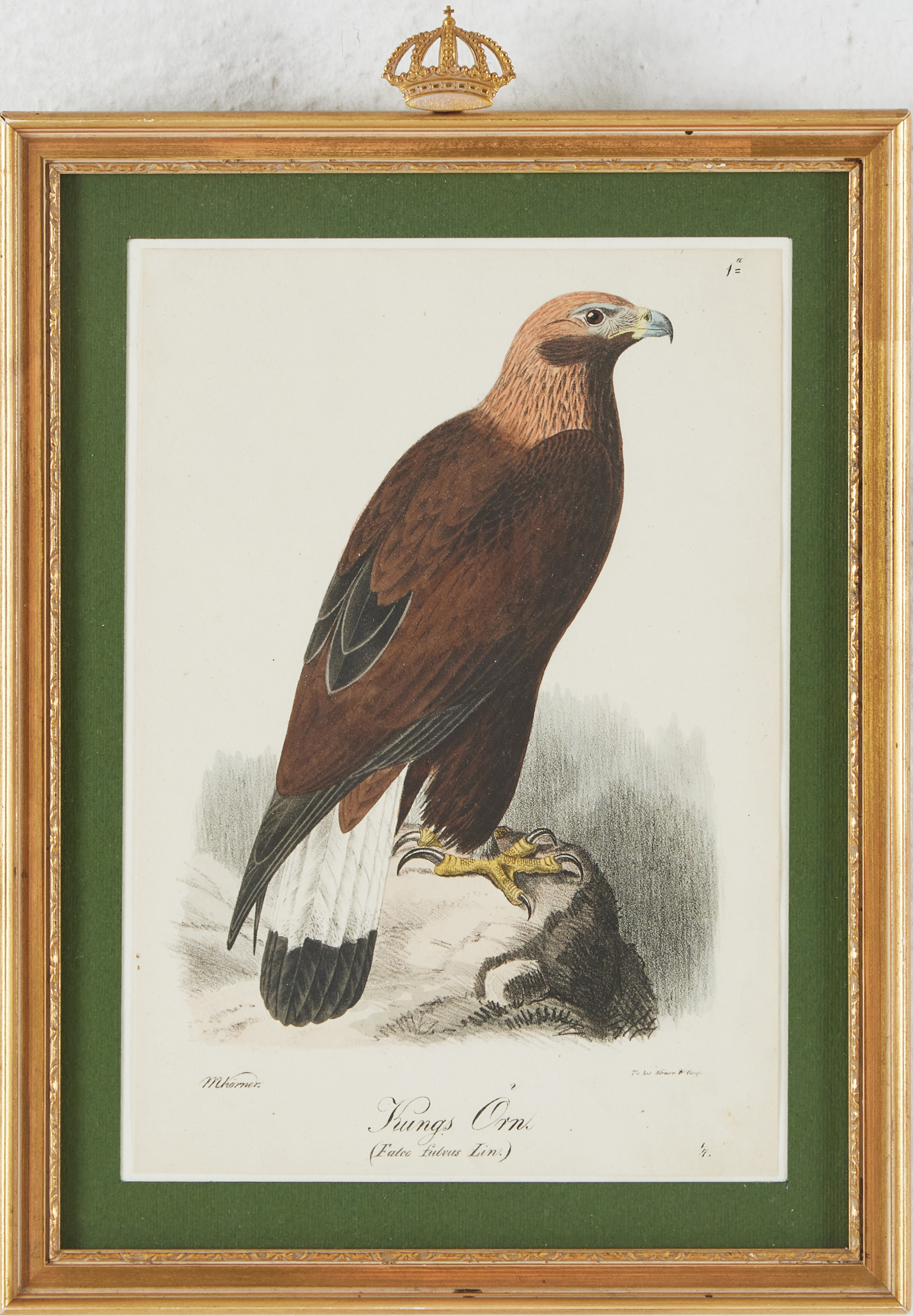 KUNGSÖRN, HANDKOLORERAD LITOGRAFI, ILLUMINERADE FIGURER, CA 1840.