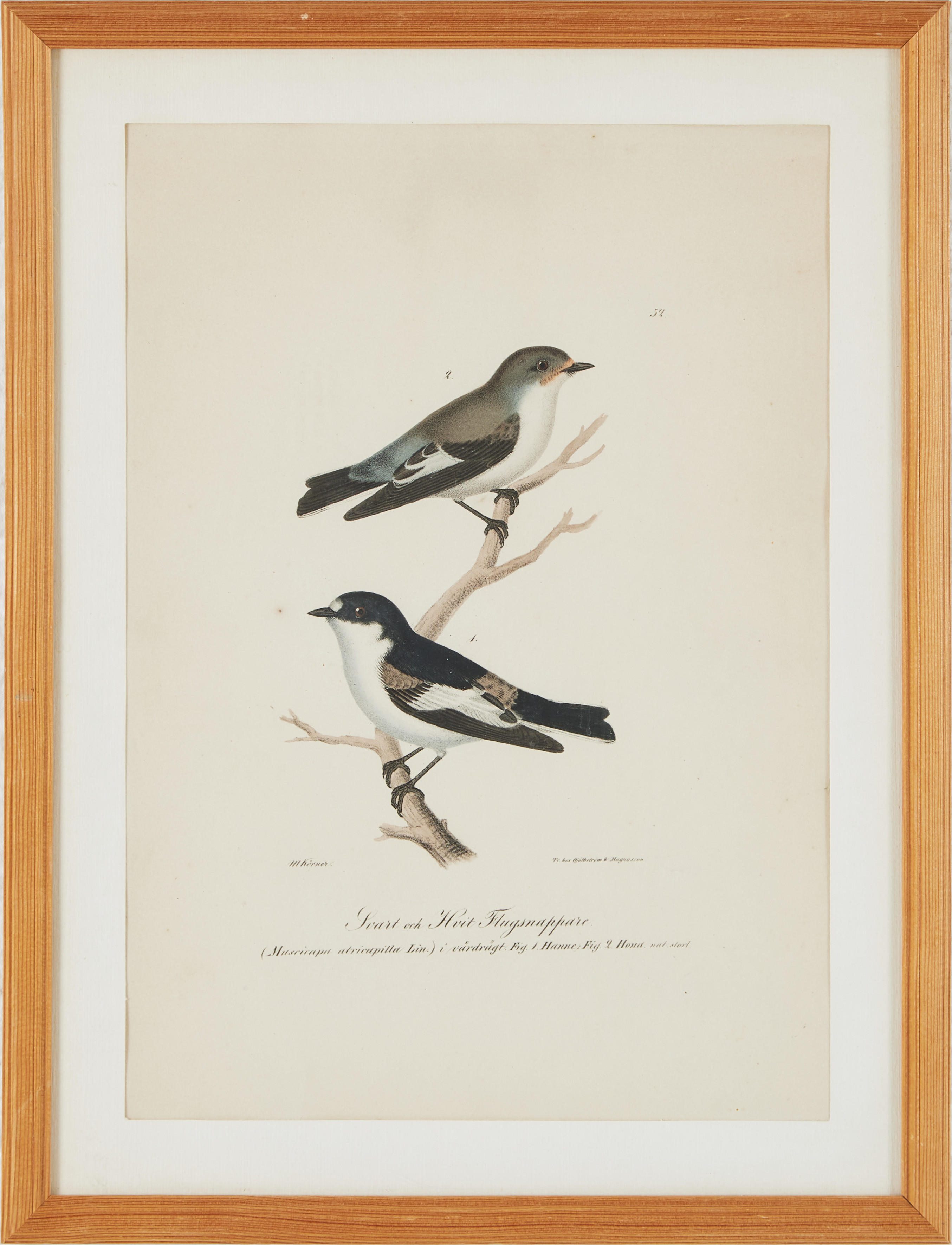 FÅGLAR, ILLUMINERADE FIGURER, INRAMADE LITOGRAFIER, CA 1840, 4 STYCKEN.