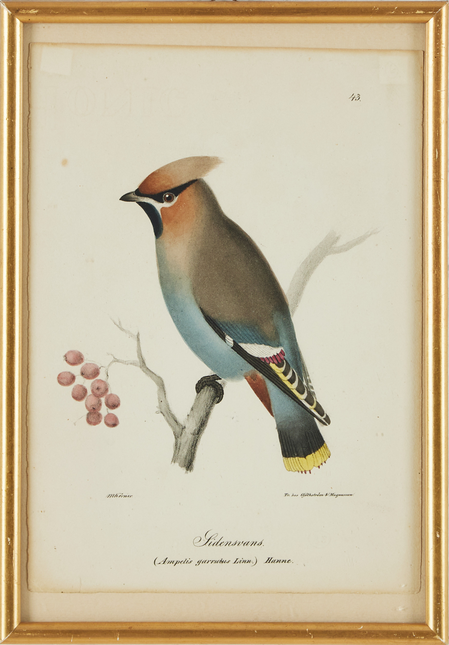 FÅGLAR, ILLUMINERADE FIGURER, INRAMADE LITOGRAFIER, CA 1840, 8 STYCKEN.