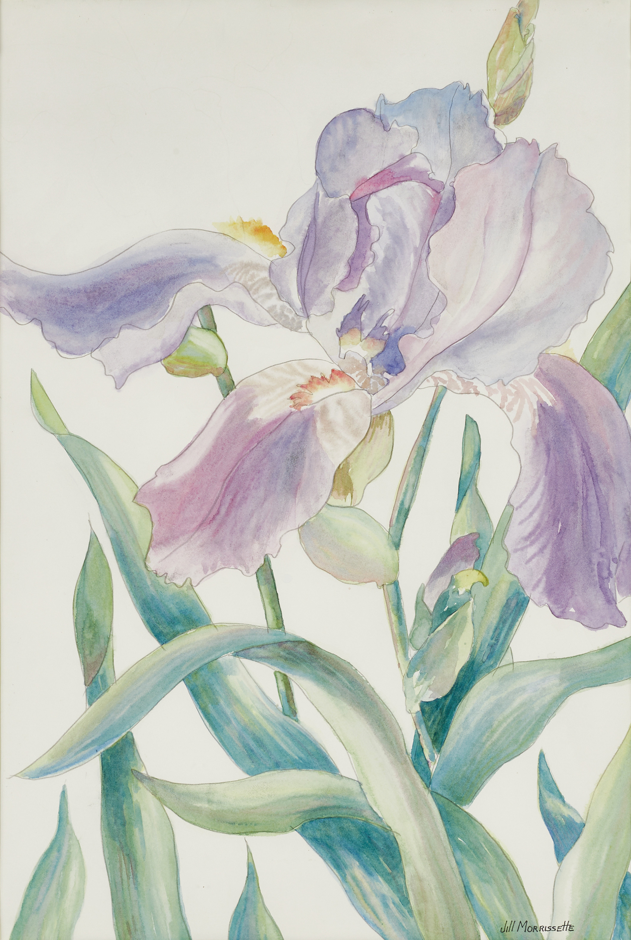 JILL MORRISSETTE (samtida): Blomsterprakt, signerad, akvarell.