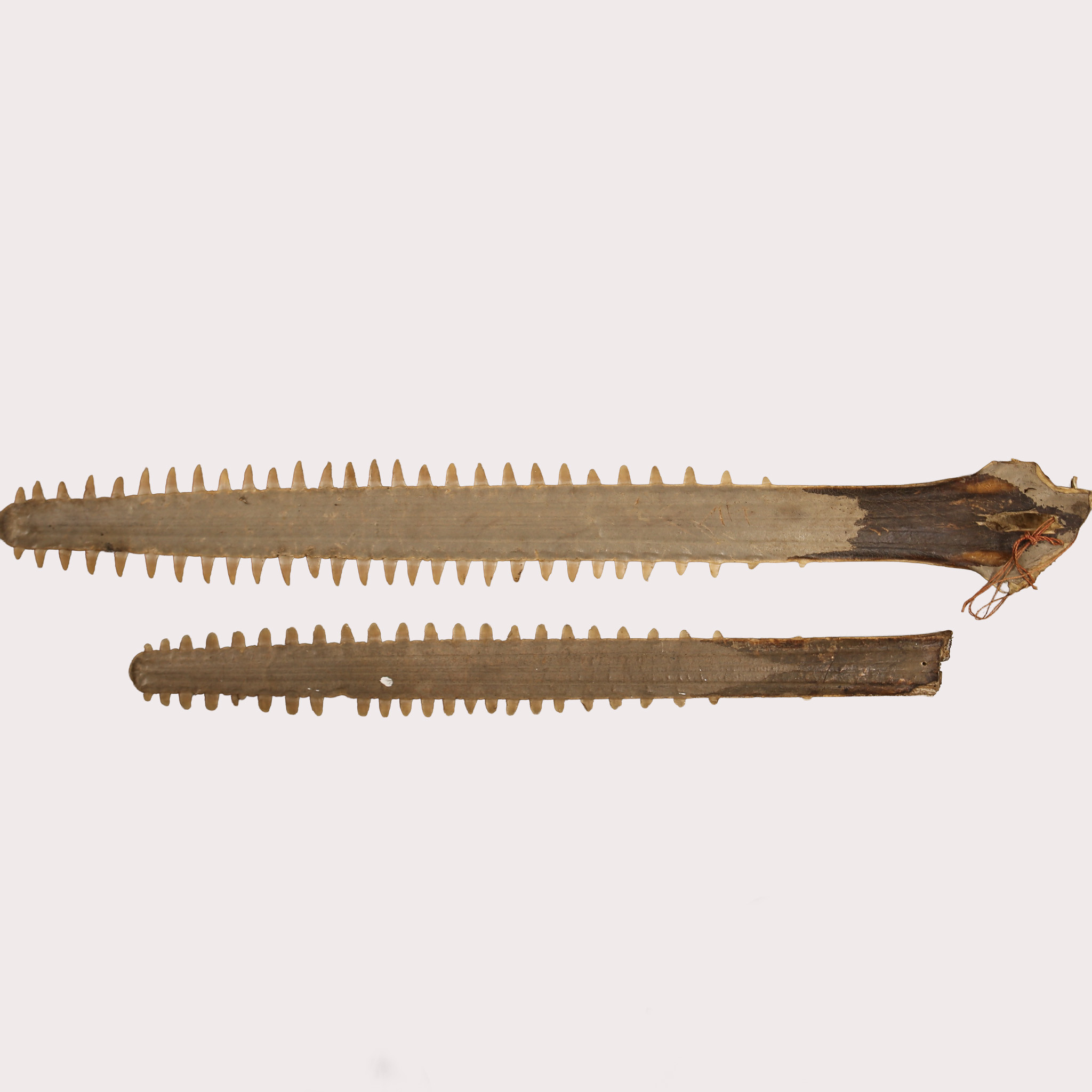 SÅGFISKNOSAR. 2 st.