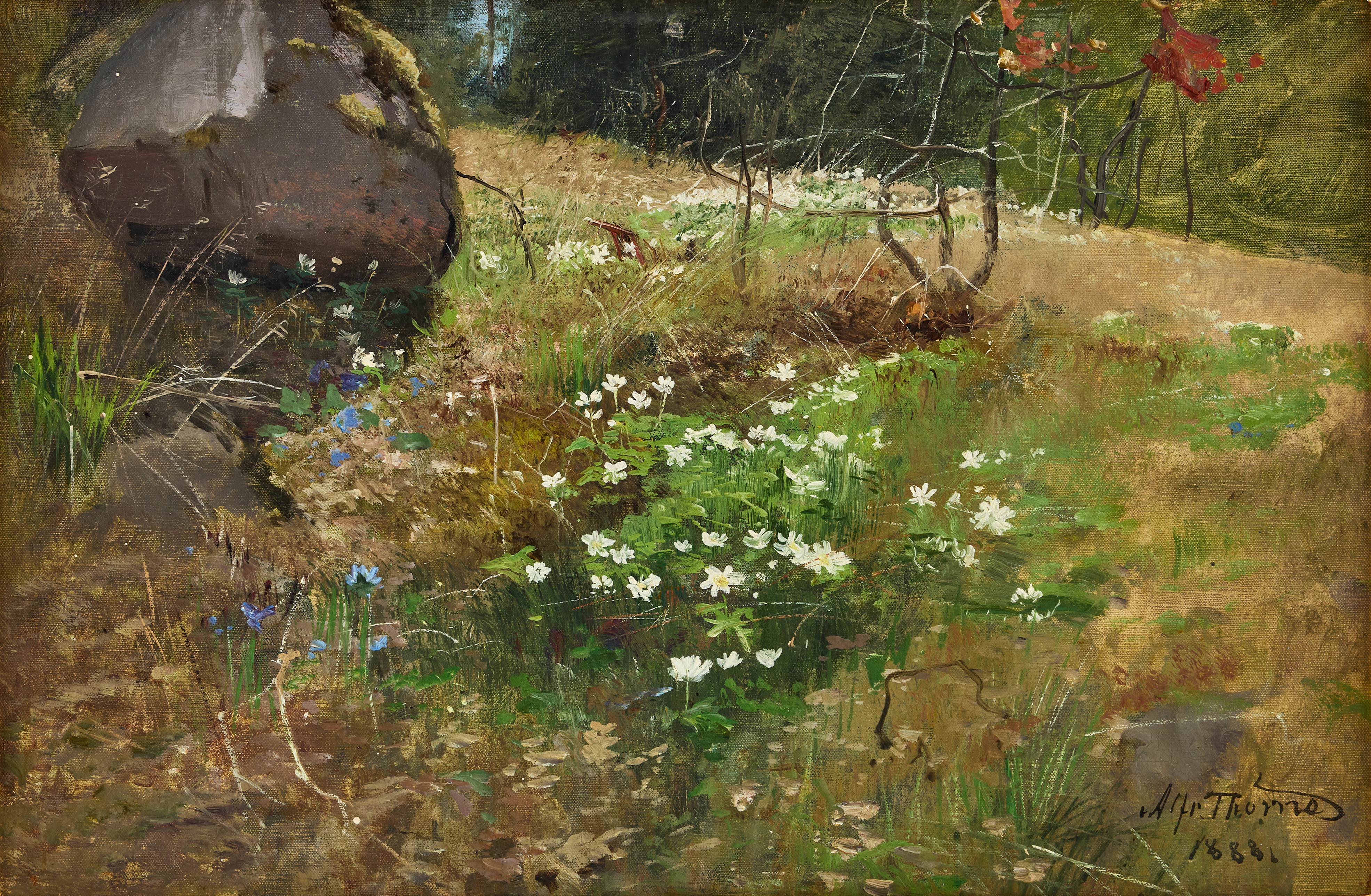 ALFRED  THÖRNE. Vårlandskap med vitsippor.
