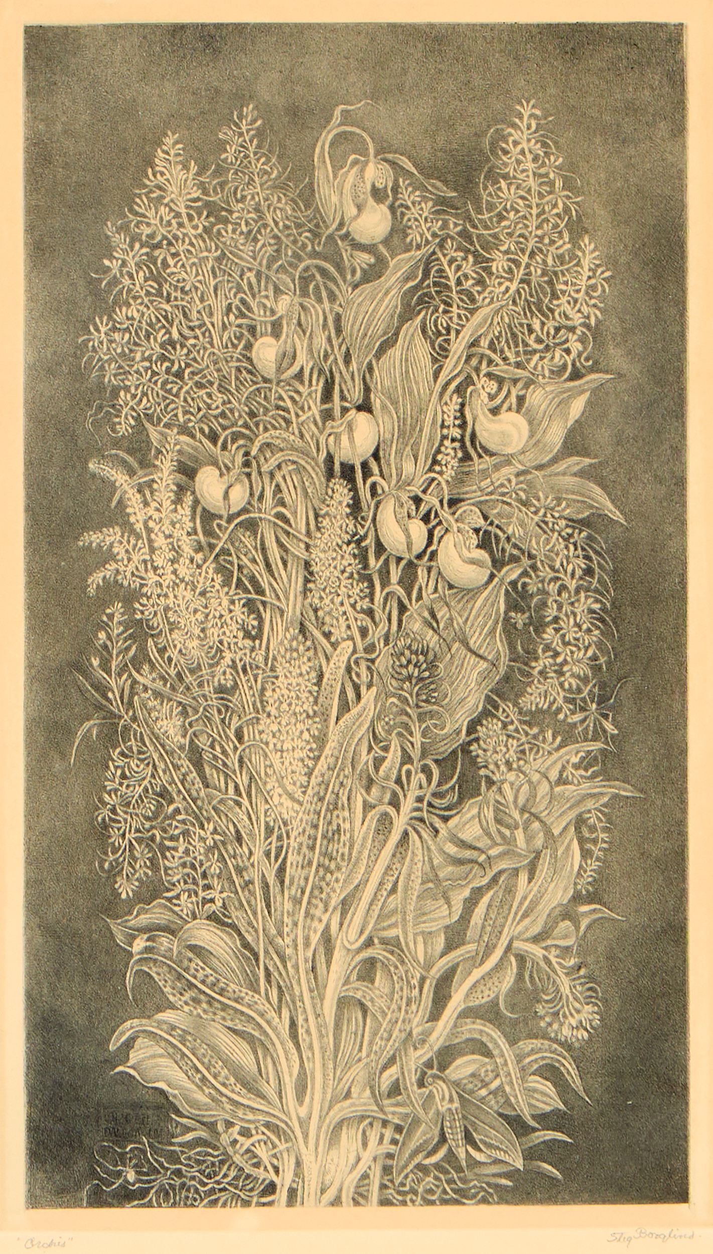STIG BORGLIND. "Orchis", 1948.